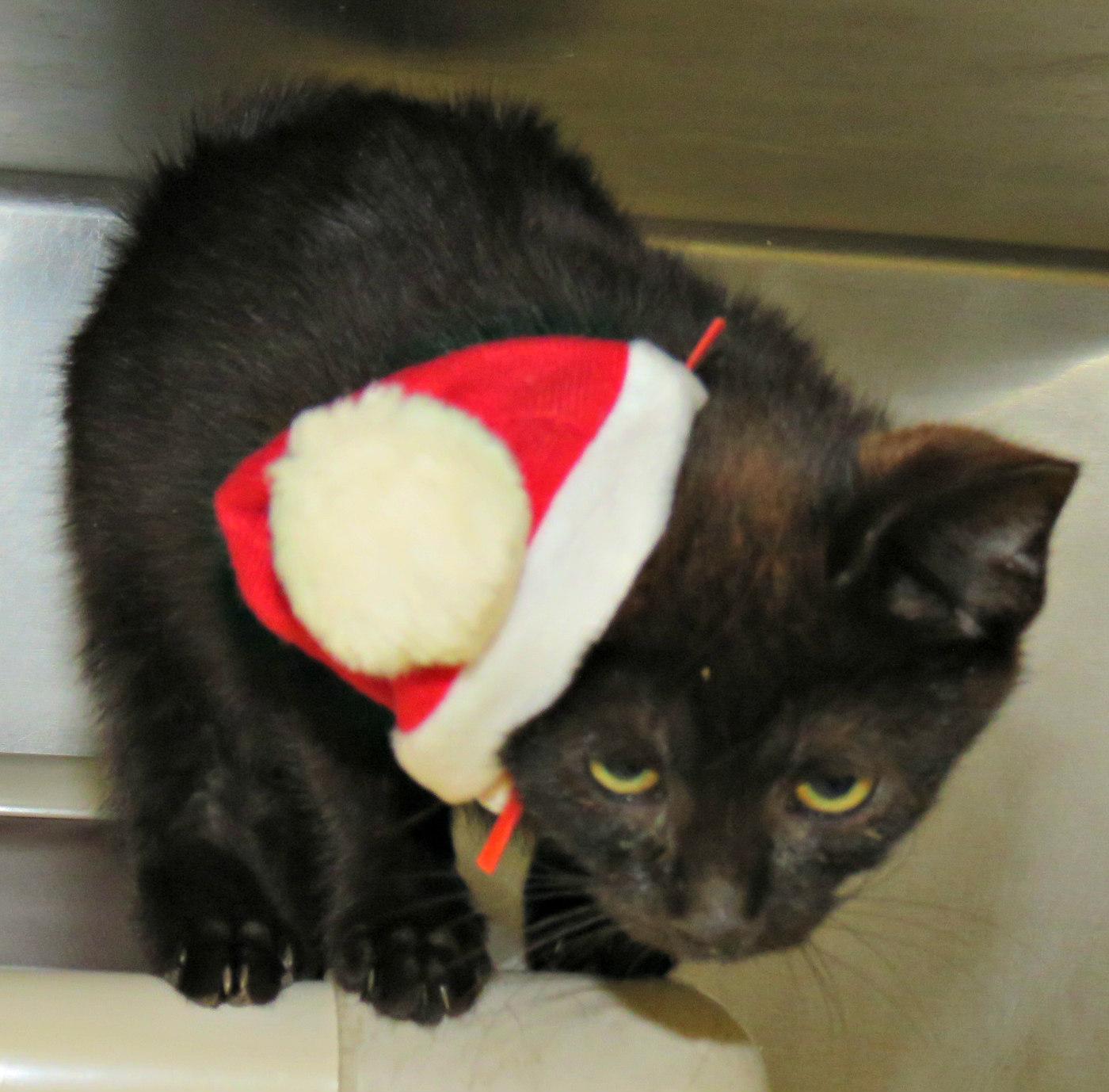 Enlarge Captain Hook, an adopted mixed breed in Lexington, VA image 1/2