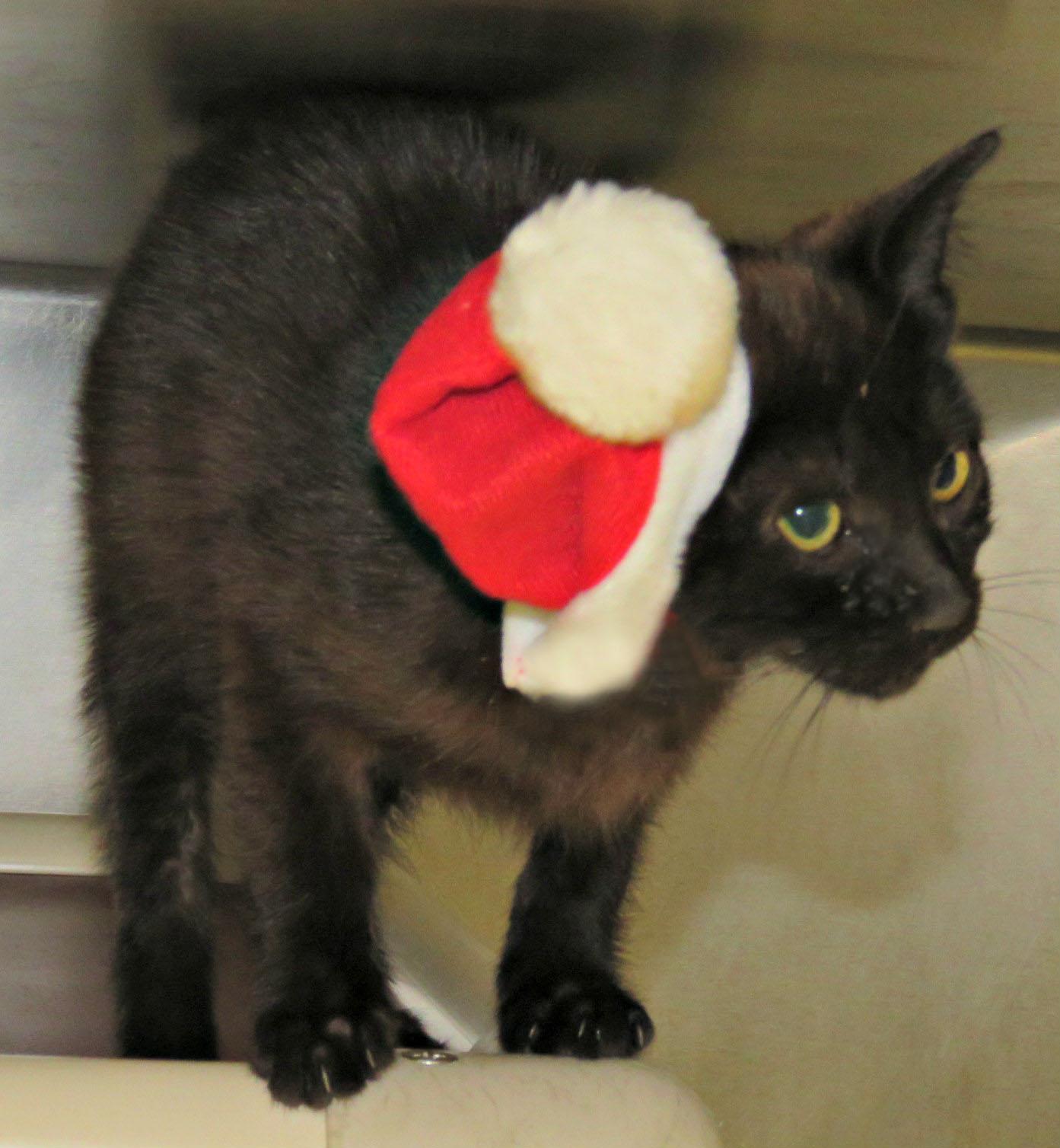 Enlarge Captain Hook, an adopted mixed breed in Lexington, VA image 2/2