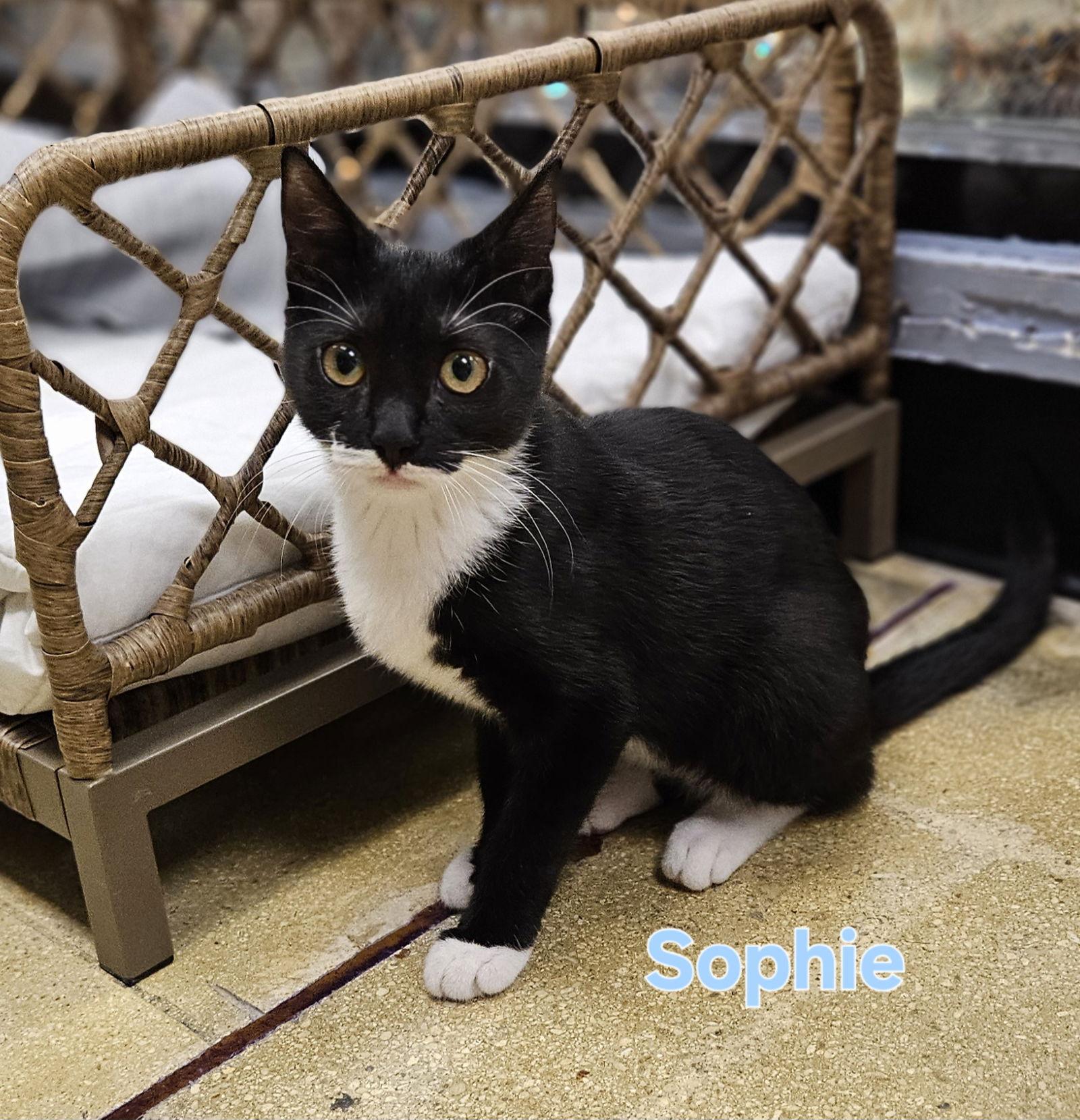 Sophie, Adoptable, Kitten Female Tuxedo.
