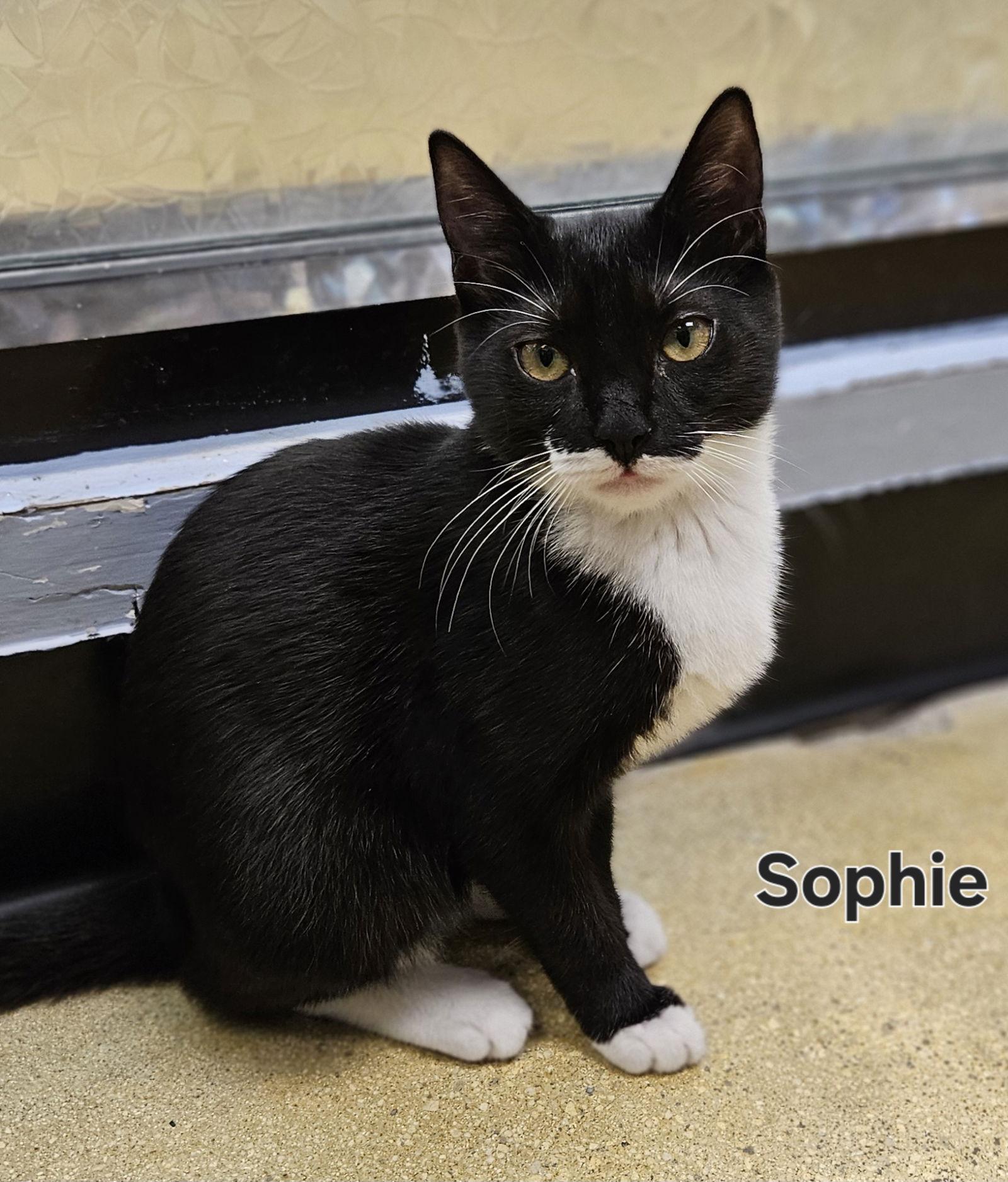 Sophie, a Adoptable Tuxedo in Oakland Park, FL image 2/3