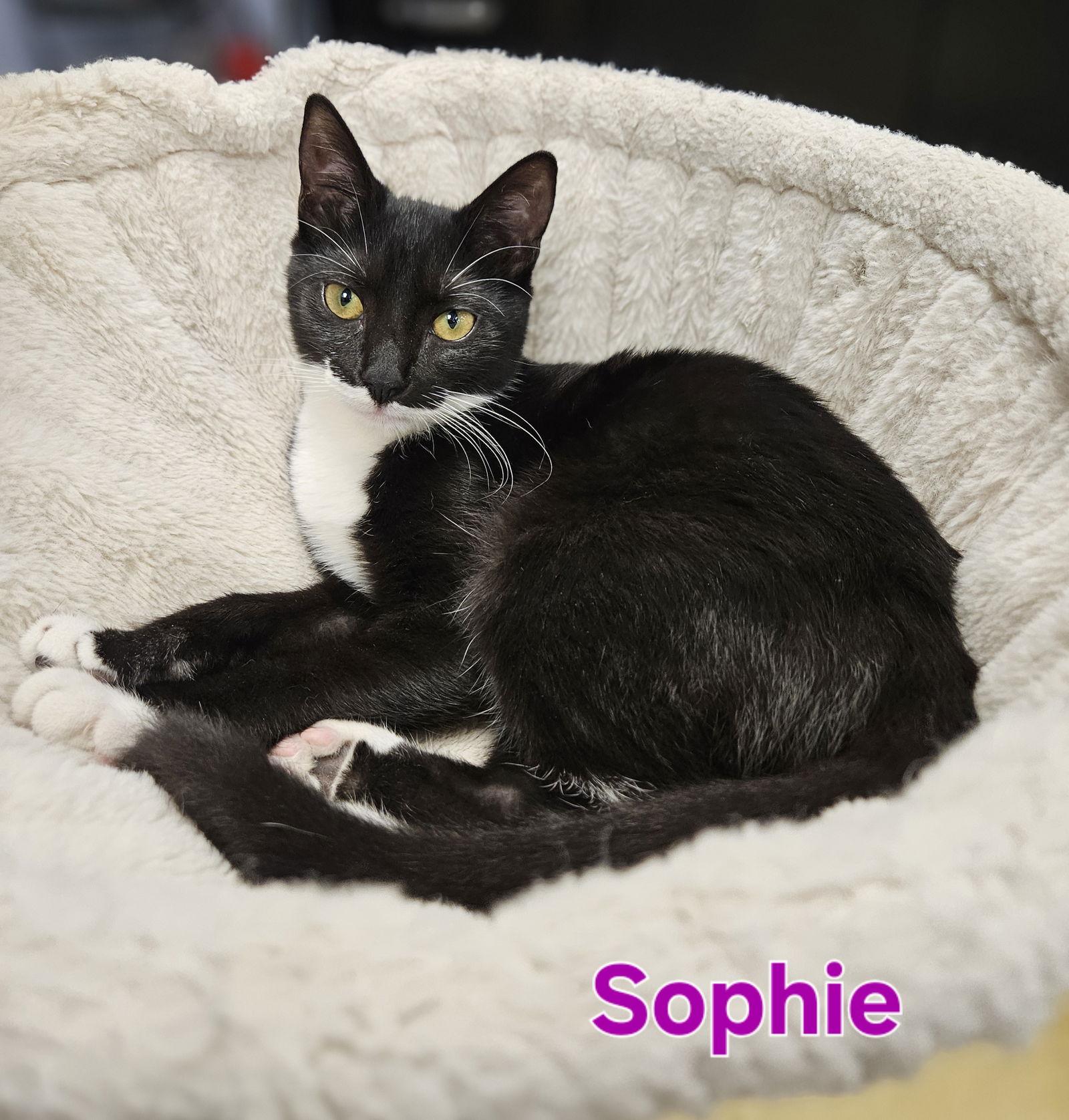 Sophie, a Adoptable Tuxedo in Oakland Park, FL image 3/3