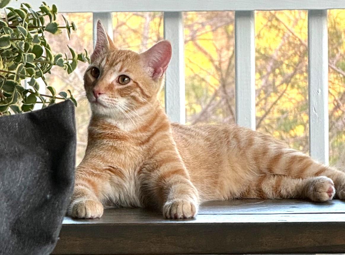 Enlarge Orzo and OMalley, a Adoptable Domestic Short Hair in Floyd, VA image 3/5