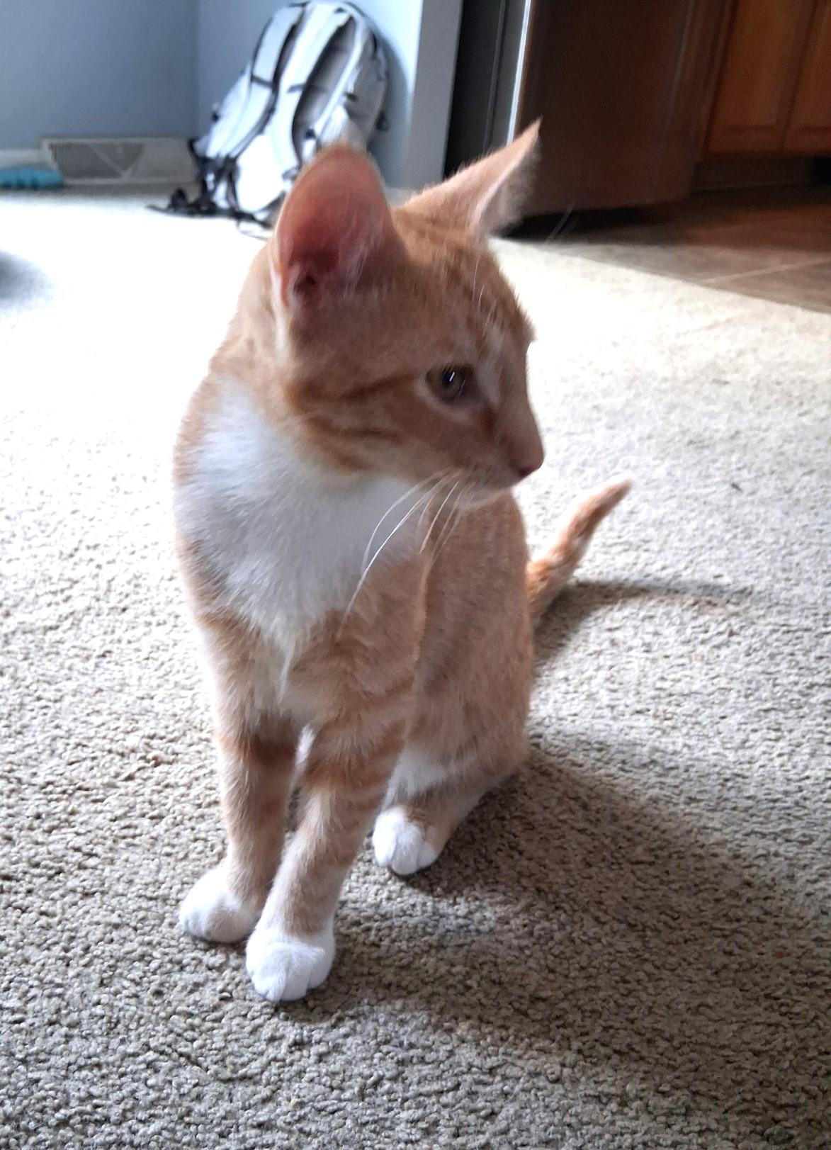 Enlarge Orzo, a Adoptable Domestic Short Hair in Floyd, VA image 1/1