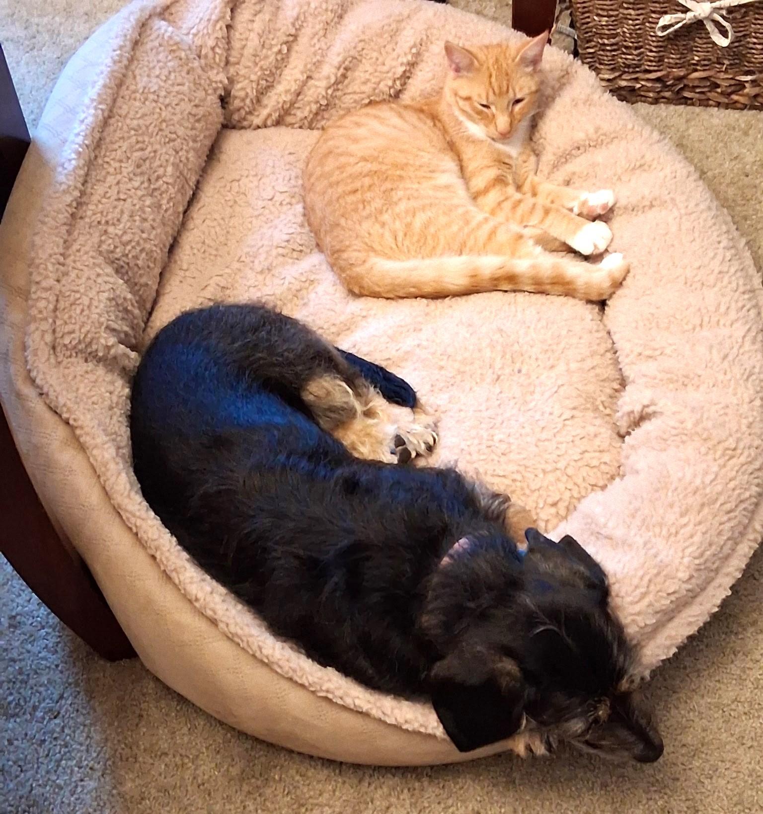 Enlarge Orzo and OMalley, a Adoptable Domestic Short Hair in Floyd, VA image 4/5
