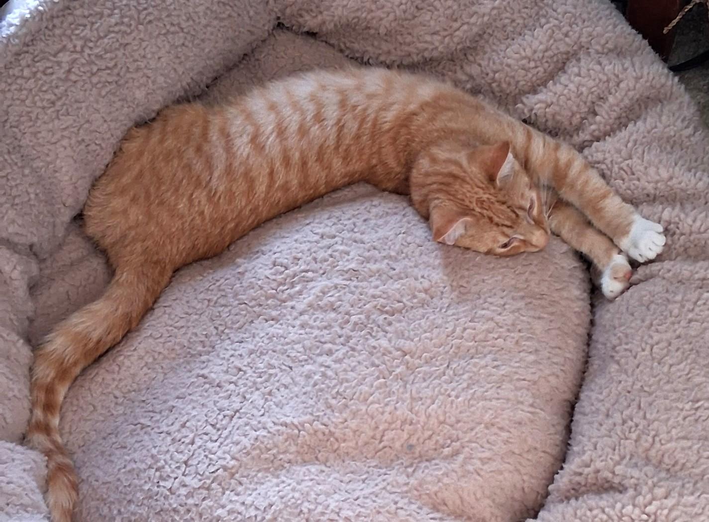 Enlarge Orzo and OMalley, a Adoptable Domestic Short Hair in Floyd, VA image 2/5