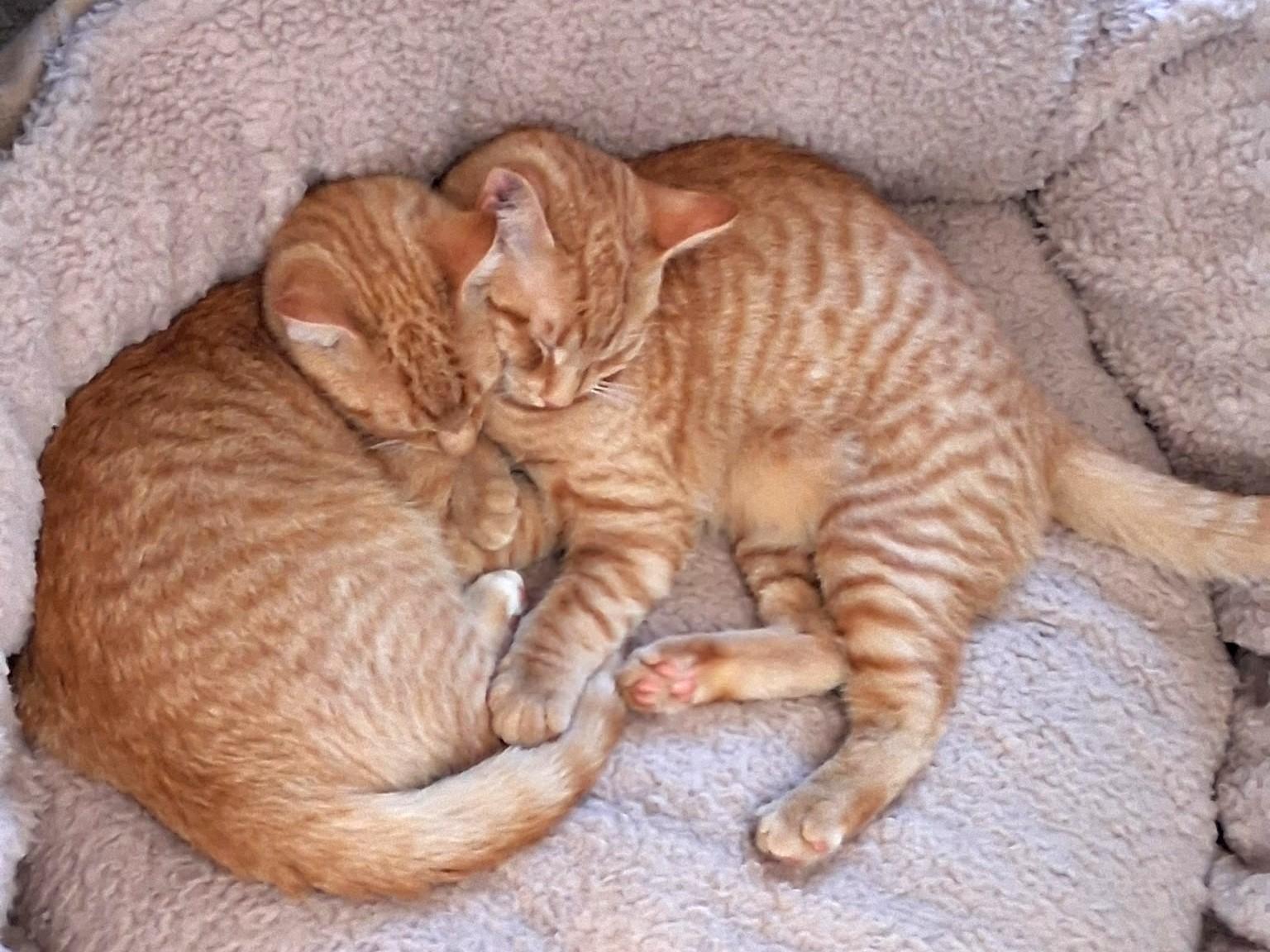 Enlarge Orzo and OMalley, a Adoptable Domestic Short Hair in Floyd, VA image 1/5