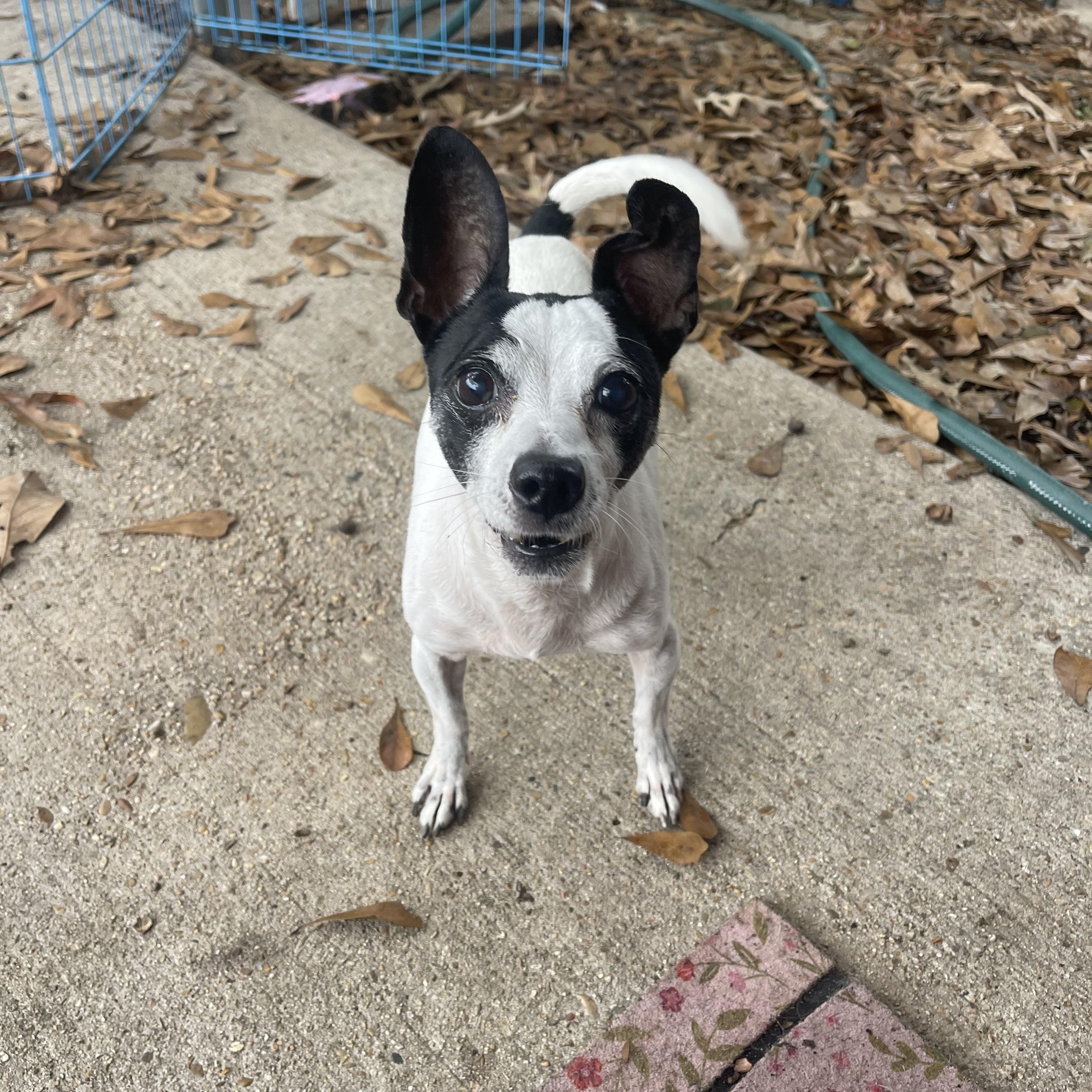 Gibby, a Adoptable mixed breed in Baton Rouge, LA image 5/5