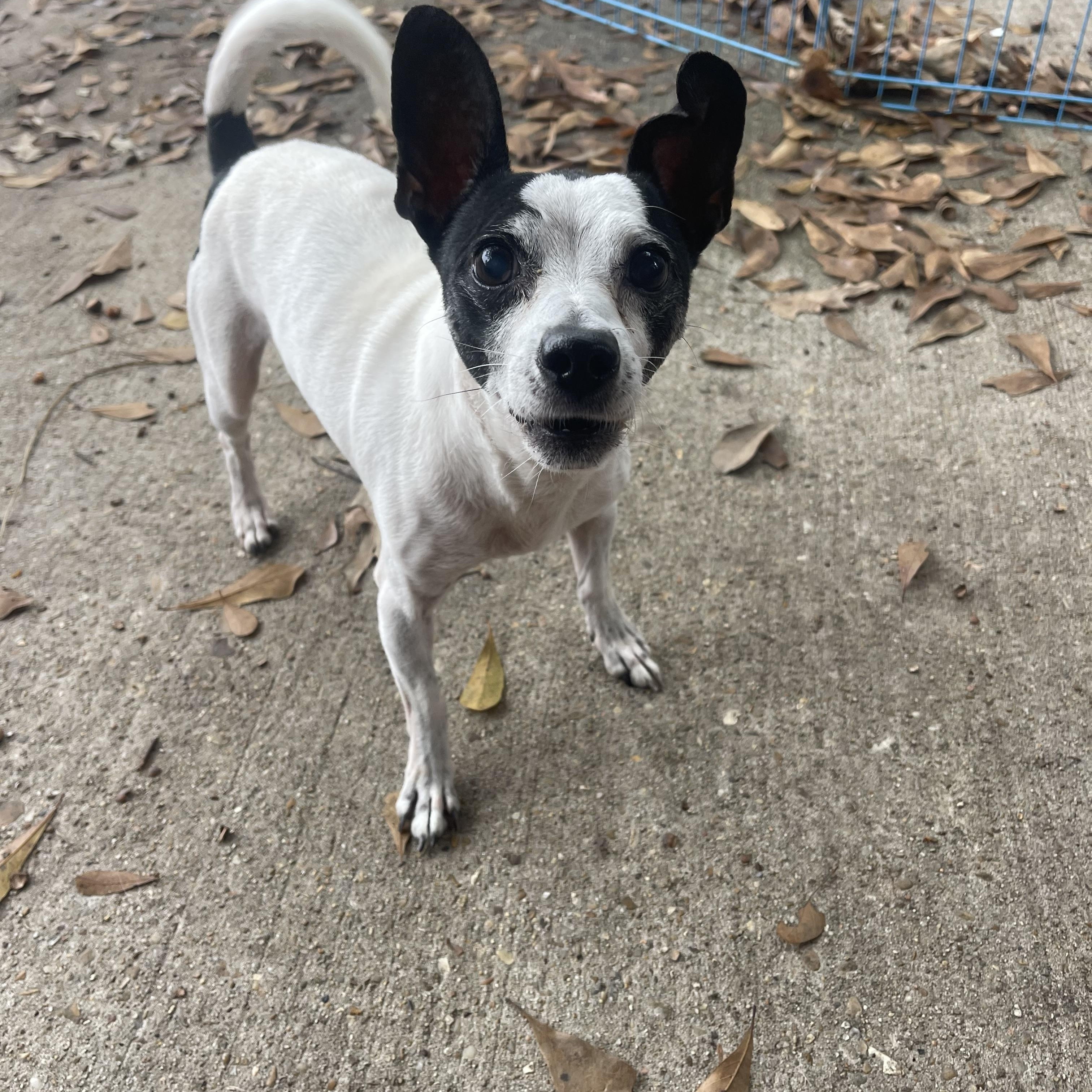Gibby, a Adoptable mixed breed in Baton Rouge, LA image 1/5
