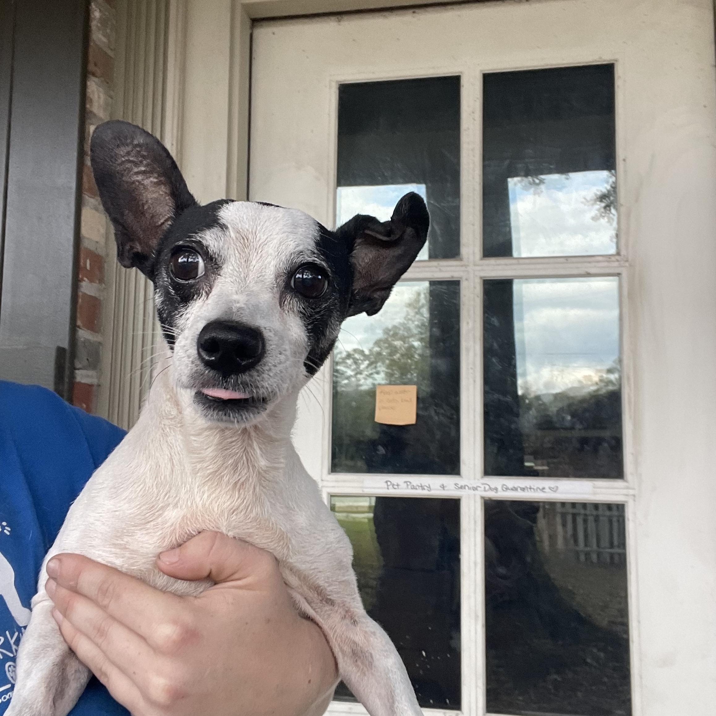 Gibby, a Adoptable mixed breed in Baton Rouge, LA image 2/5