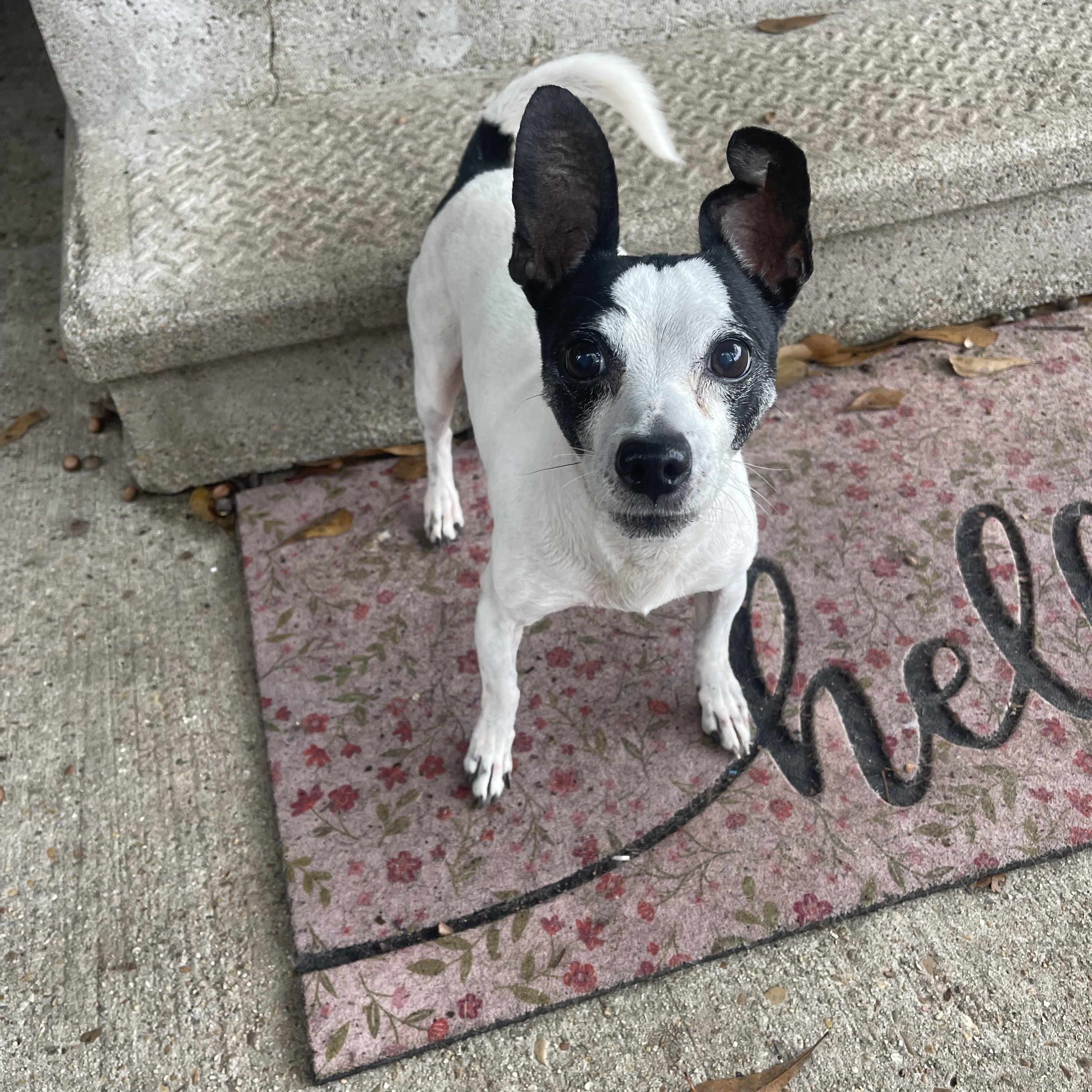 Gibby, a Adoptable mixed breed in Baton Rouge, LA image 3/5