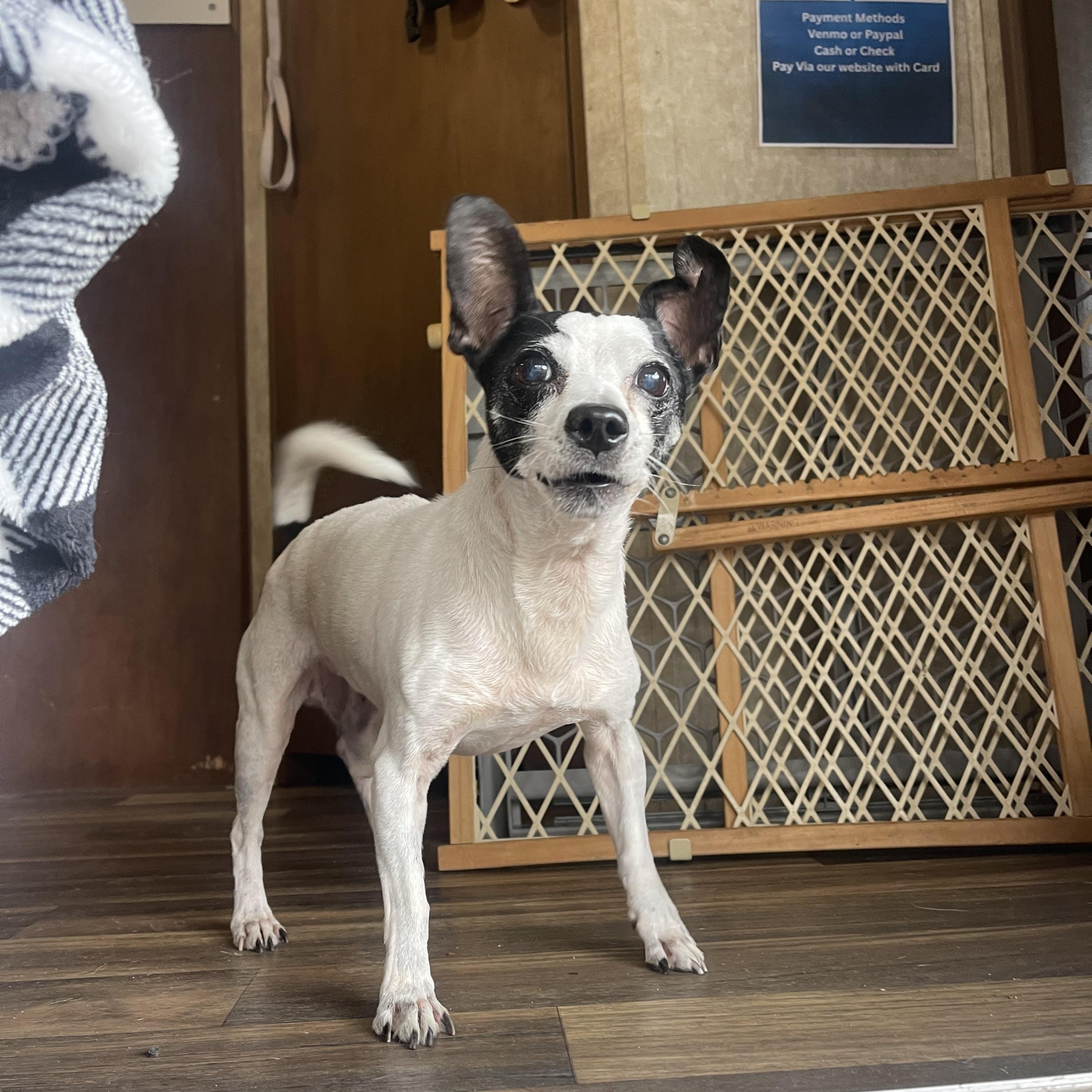 Gibby, a Adoptable mixed breed in Baton Rouge, LA image 4/5