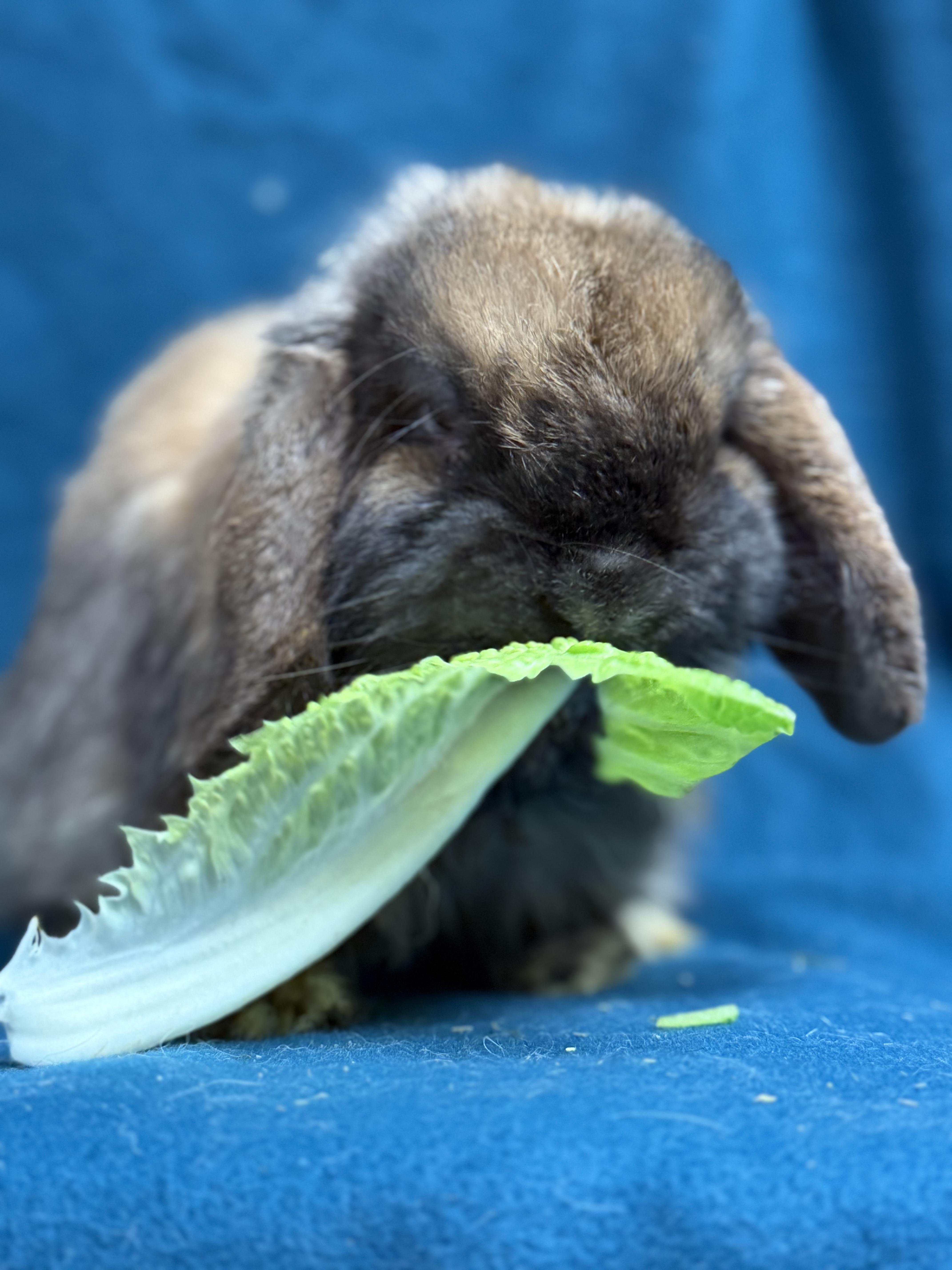 Bartholomew, a ADOPTABLE Mini Lop in Edinburg, PA image 4/6
