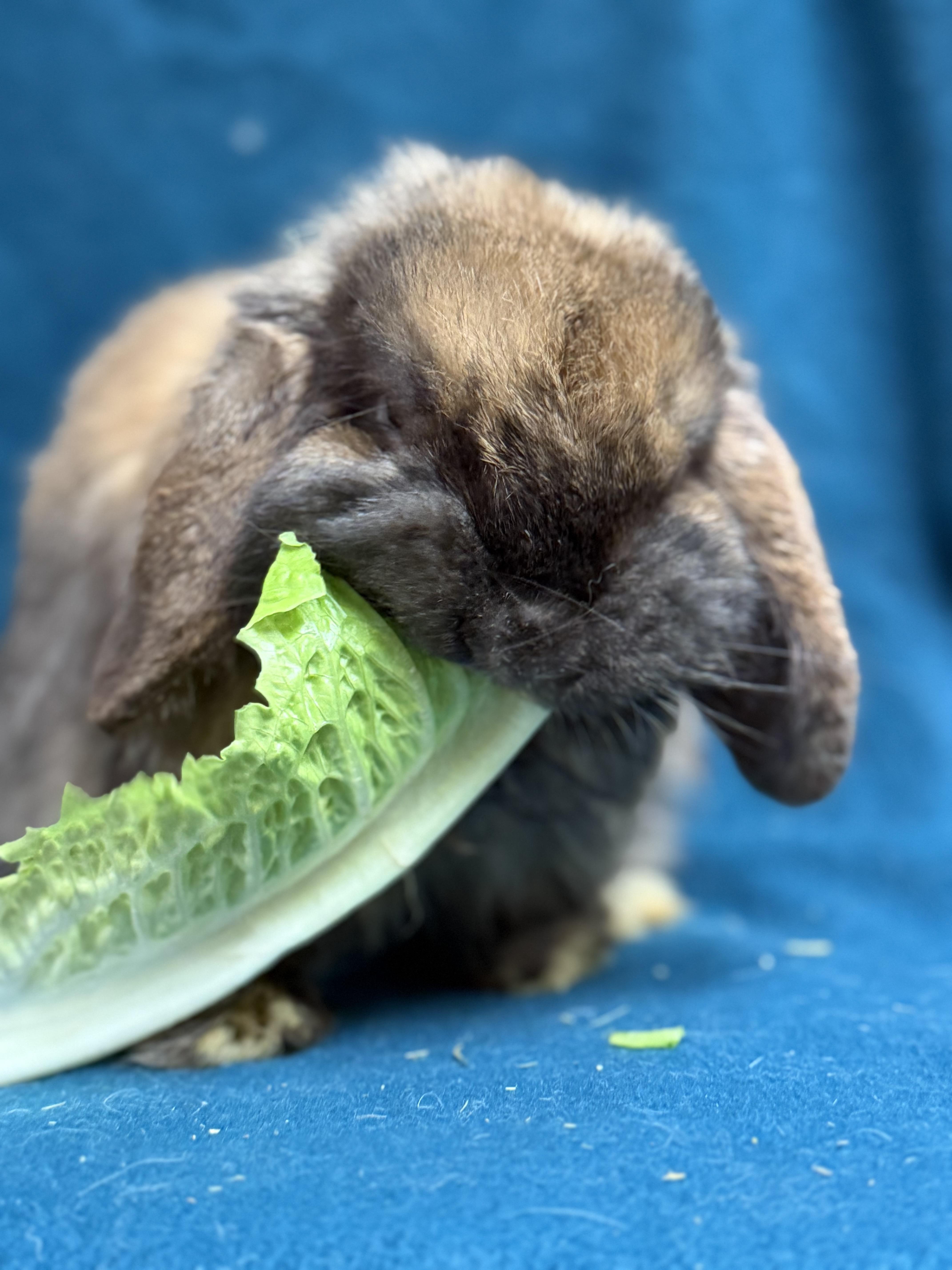 Bartholomew, a ADOPTABLE Mini Lop in Edinburg, PA image 2/6