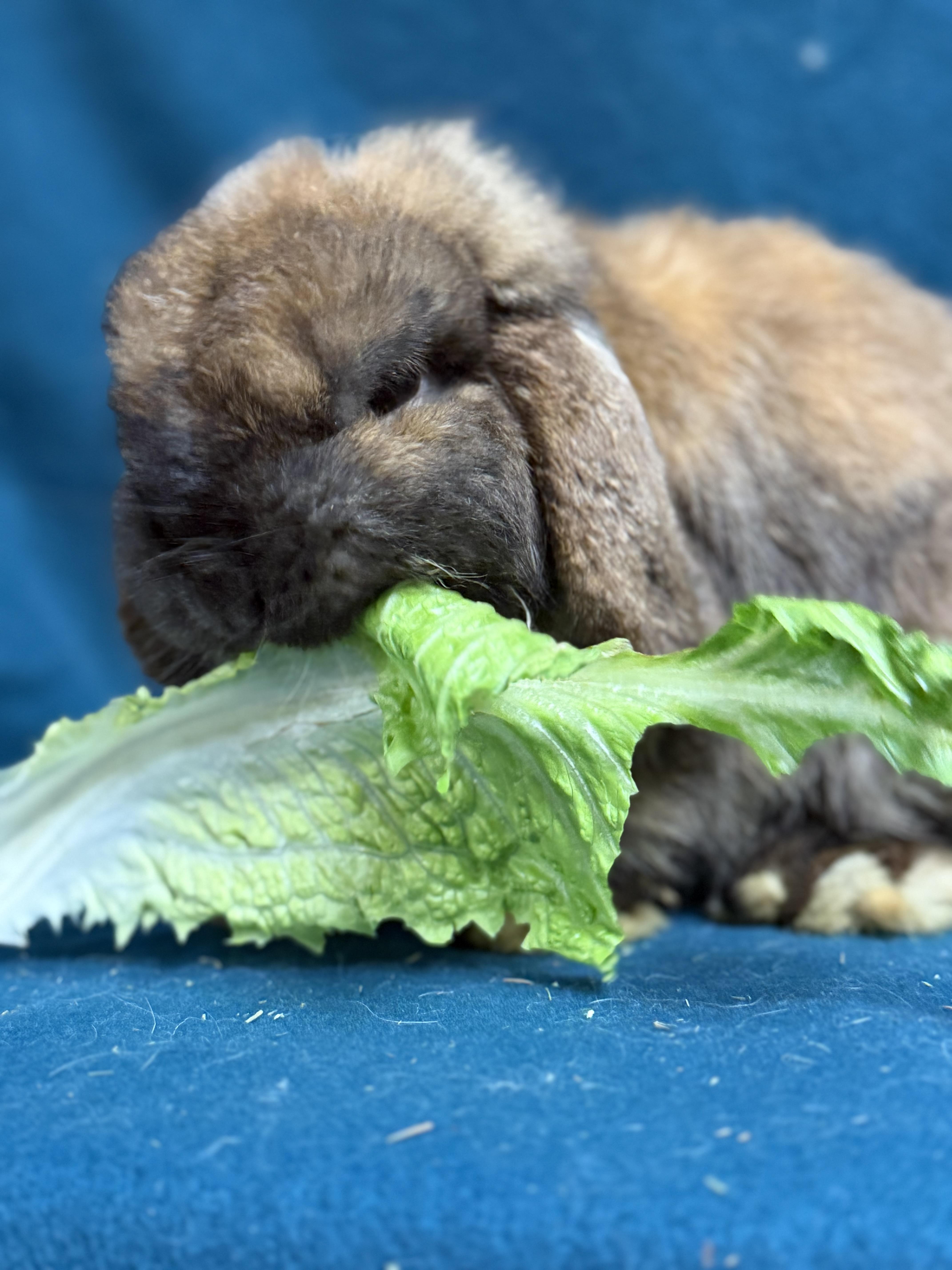 Bartholomew, a ADOPTABLE Mini Lop in Edinburg, PA image 3/6
