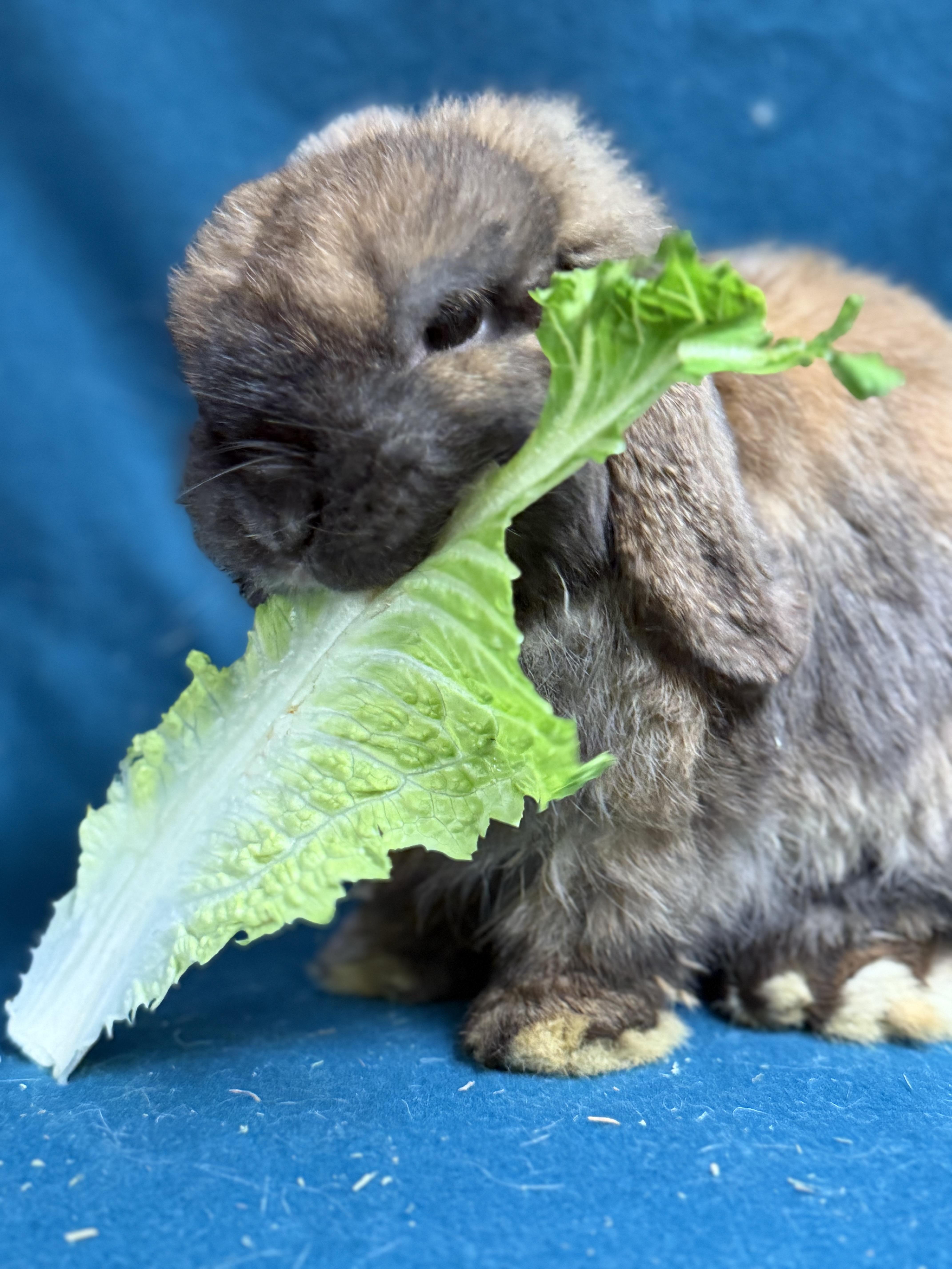 Bartholomew, ADOPTABLE, Adult Male Mini Lop.