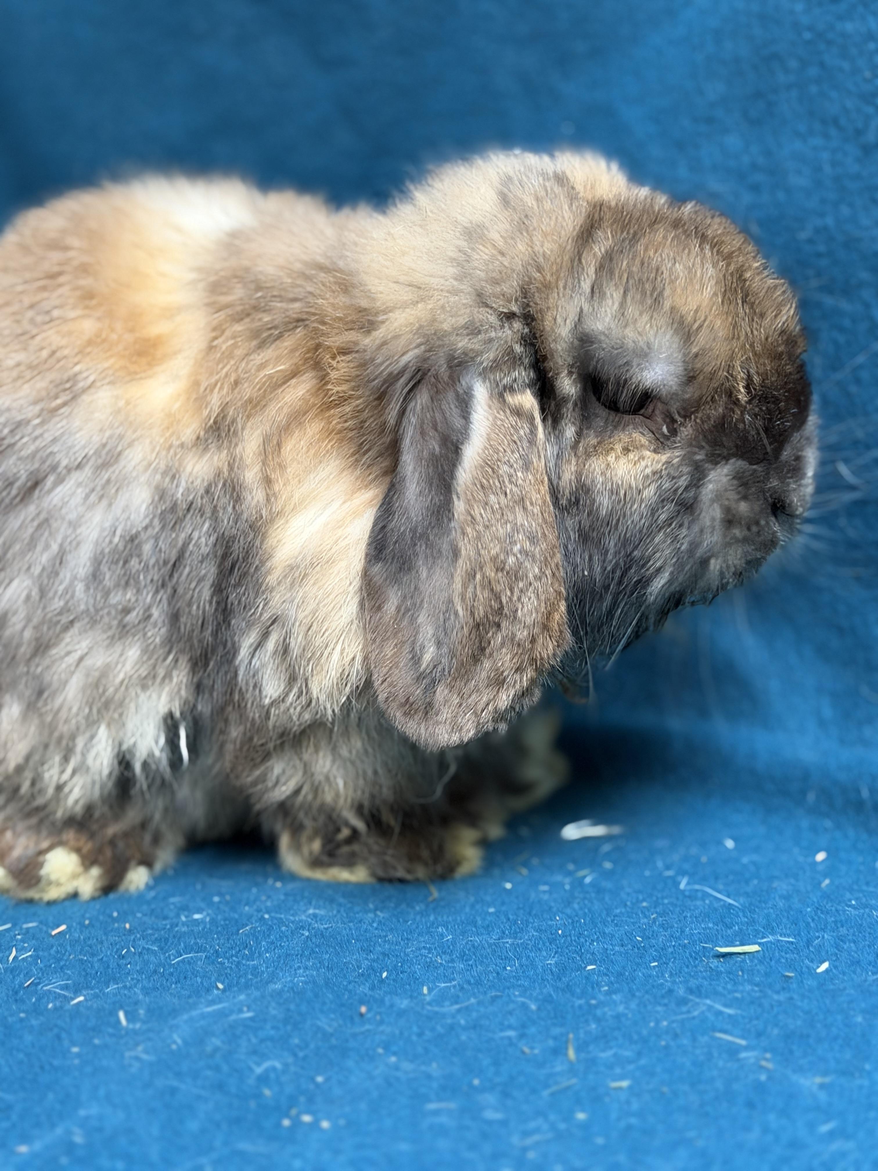 Bartholomew, a ADOPTABLE Mini Lop in Edinburg, PA image 6/6