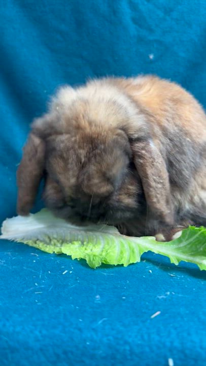 Enlarge Bartholomew, a ADOPTABLE Mini Lop in Edinburg, PA video 5/6