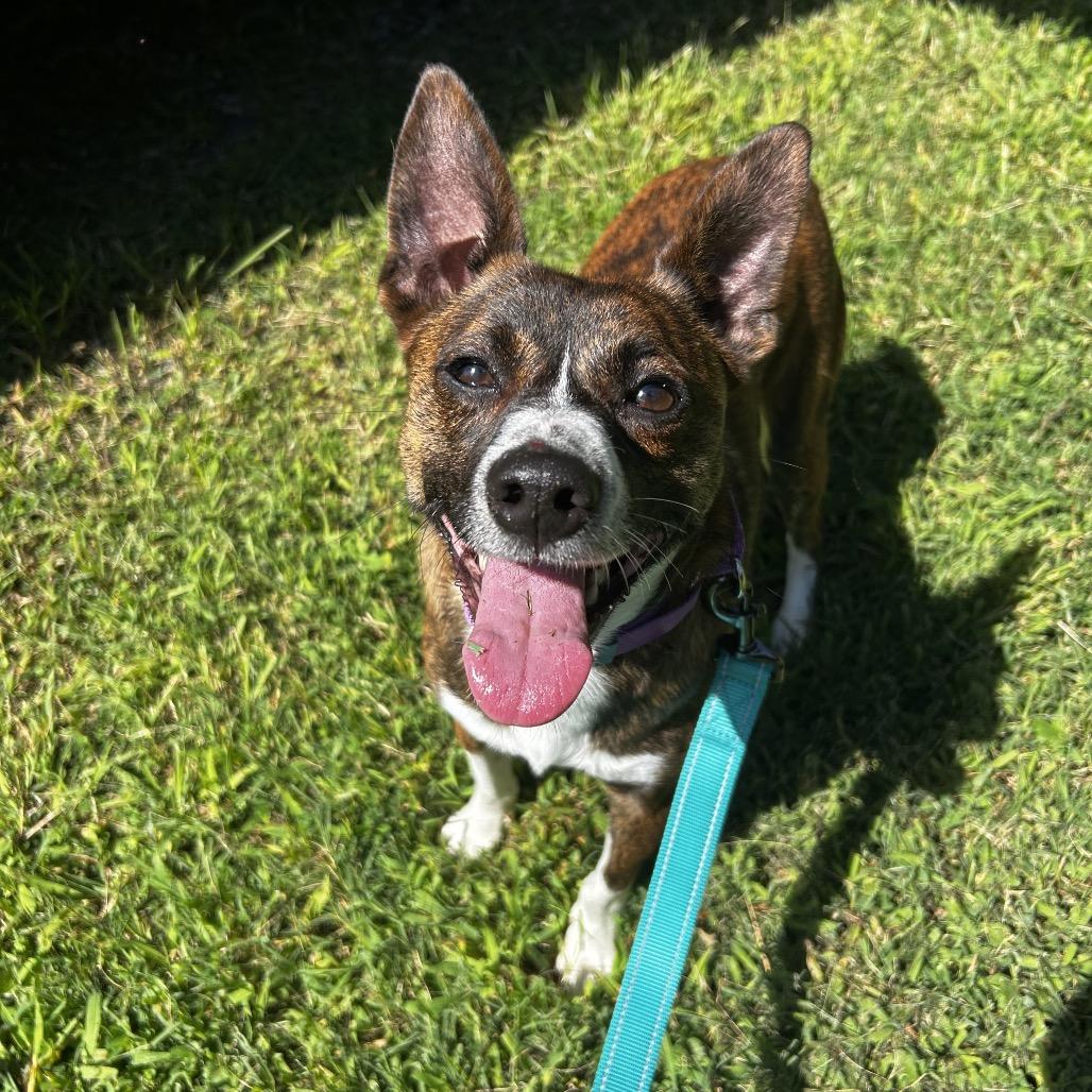Jasper, Adoptable, Young Male Feist.
