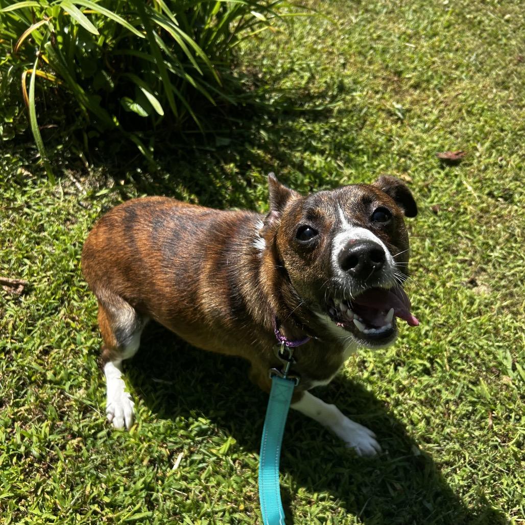 Enlarge Jasper, a Adoptable Feist in Spruce Pine, NC image 2/3