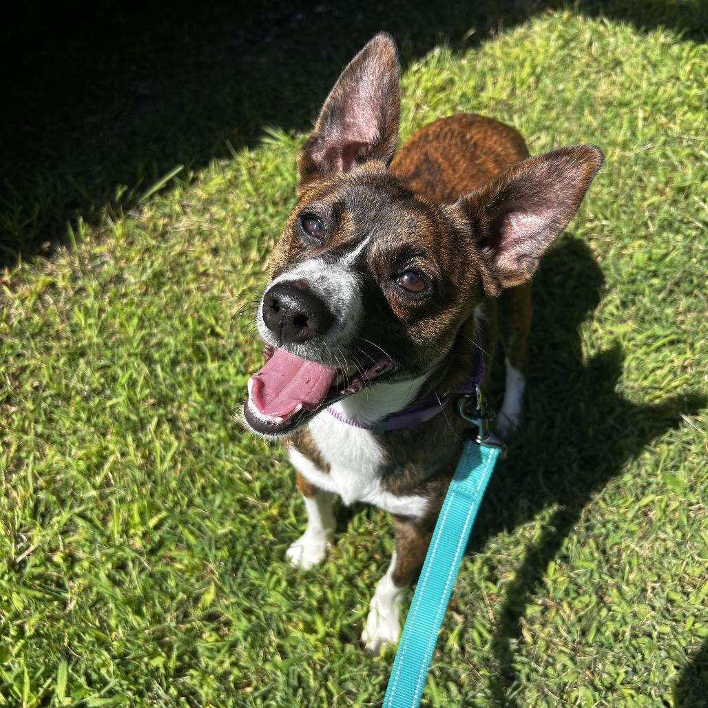 Enlarge Jasper, a Adoptable Feist in Spruce Pine, NC image 3/3