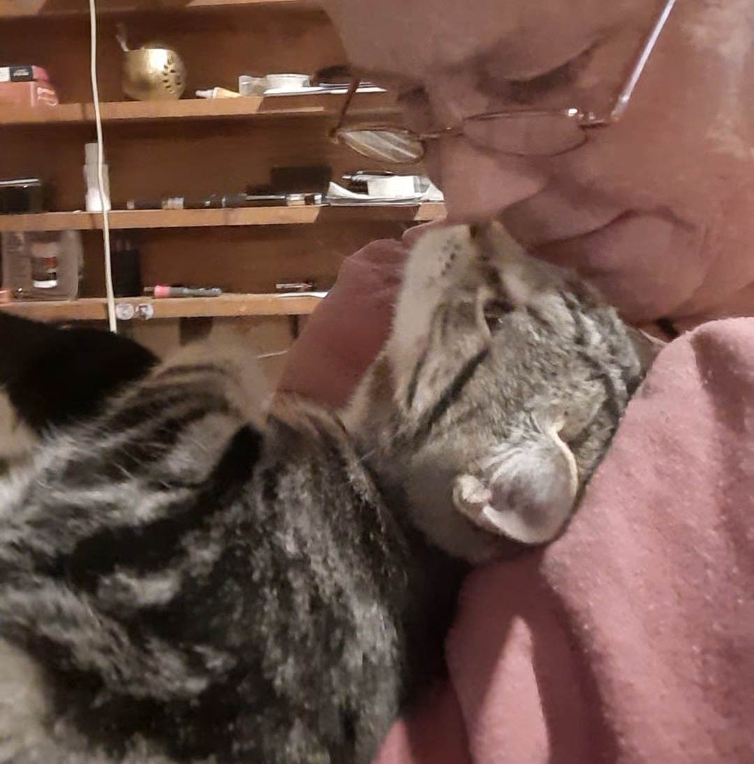 Cat for adoption Catherine, an American Shorthair in Eagle Bridge, NY