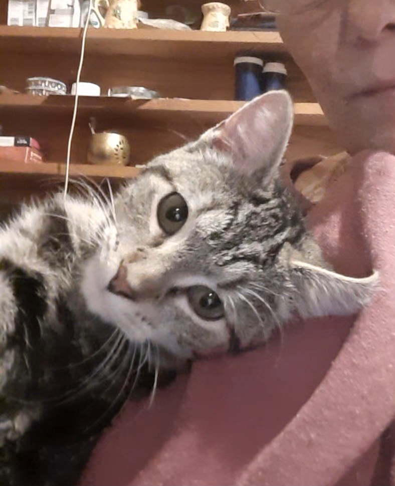 Cat for adoption Catherine, an American Shorthair in Eagle Bridge, NY