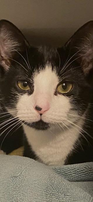 Stella, Adoptable, Young Female Domestic Short Hair.