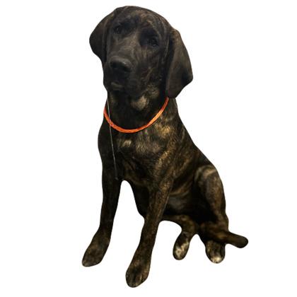 Whitney, Adoptable, Young Female Plott Hound & Great Dane.