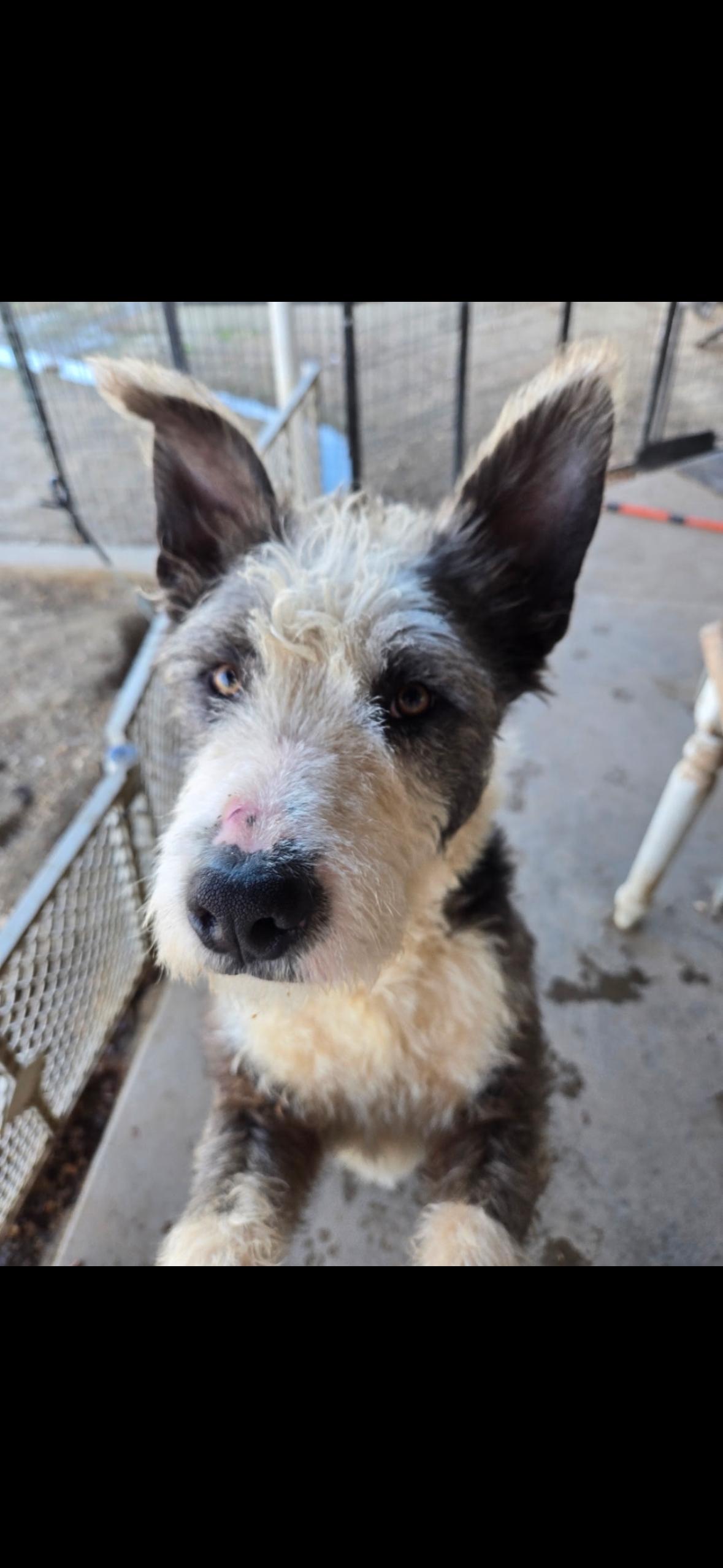 Wybie, ADOPTABLE, Young Male Terrier.