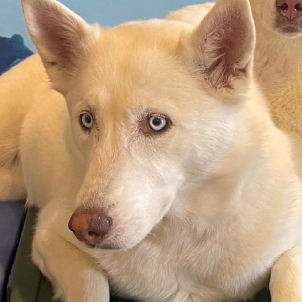 Kela Matthew OS NV, Adoptable, Adult Male Labrador Retriever & Husky.