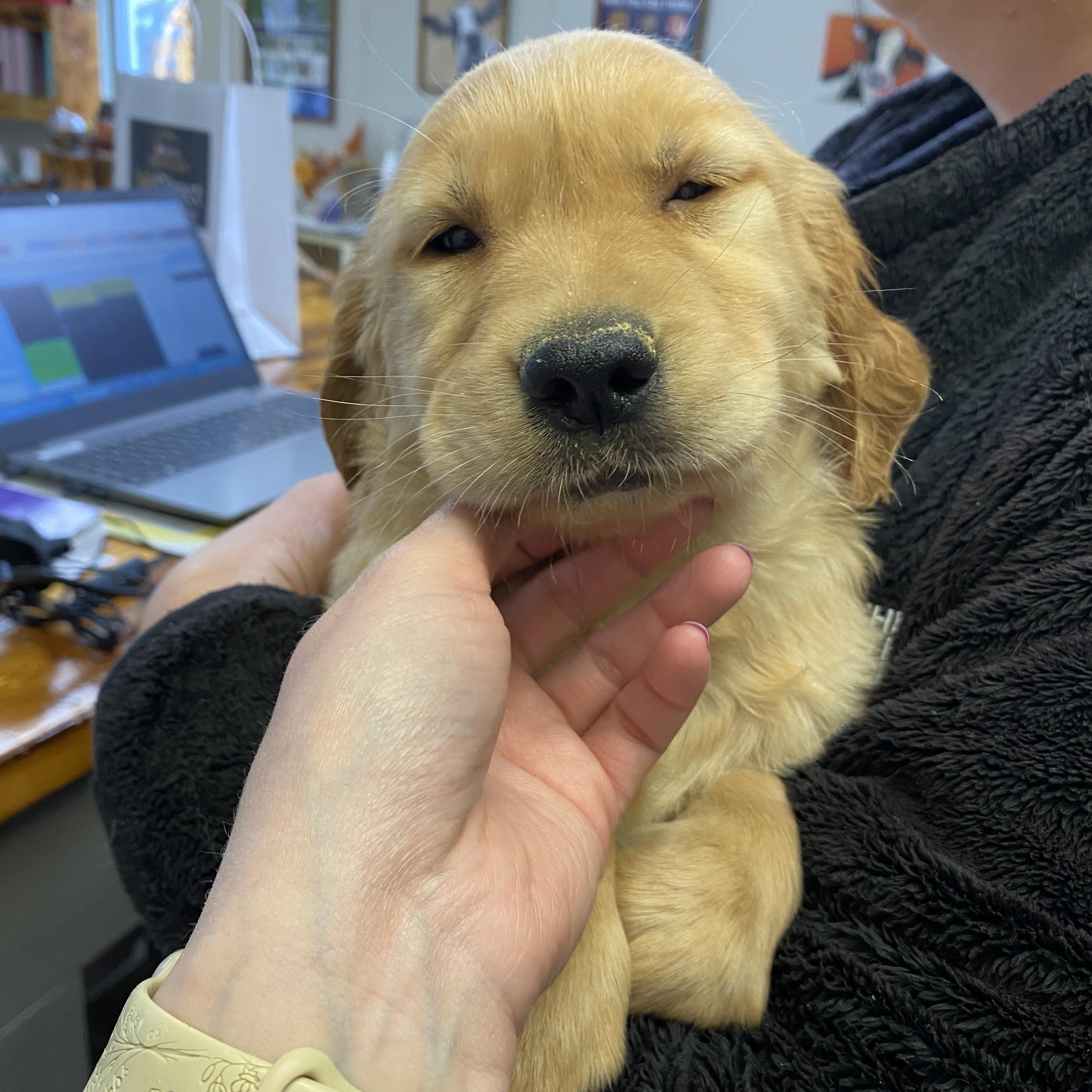 Enlarge Tilly, an adopted Golden Retriever in Trenton, MO image 1/3