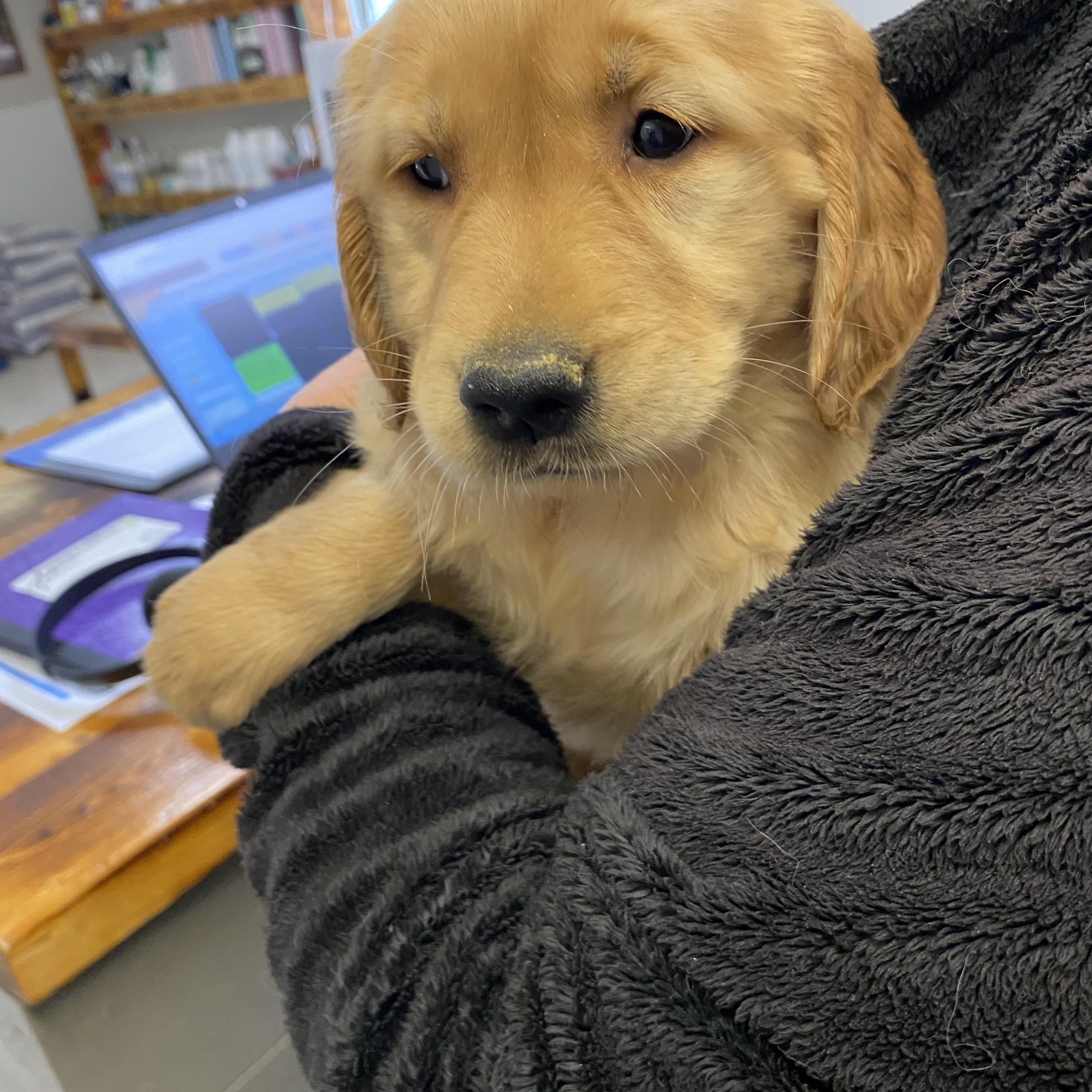 Enlarge Tilly, an adopted Golden Retriever in Trenton, MO image 2/3