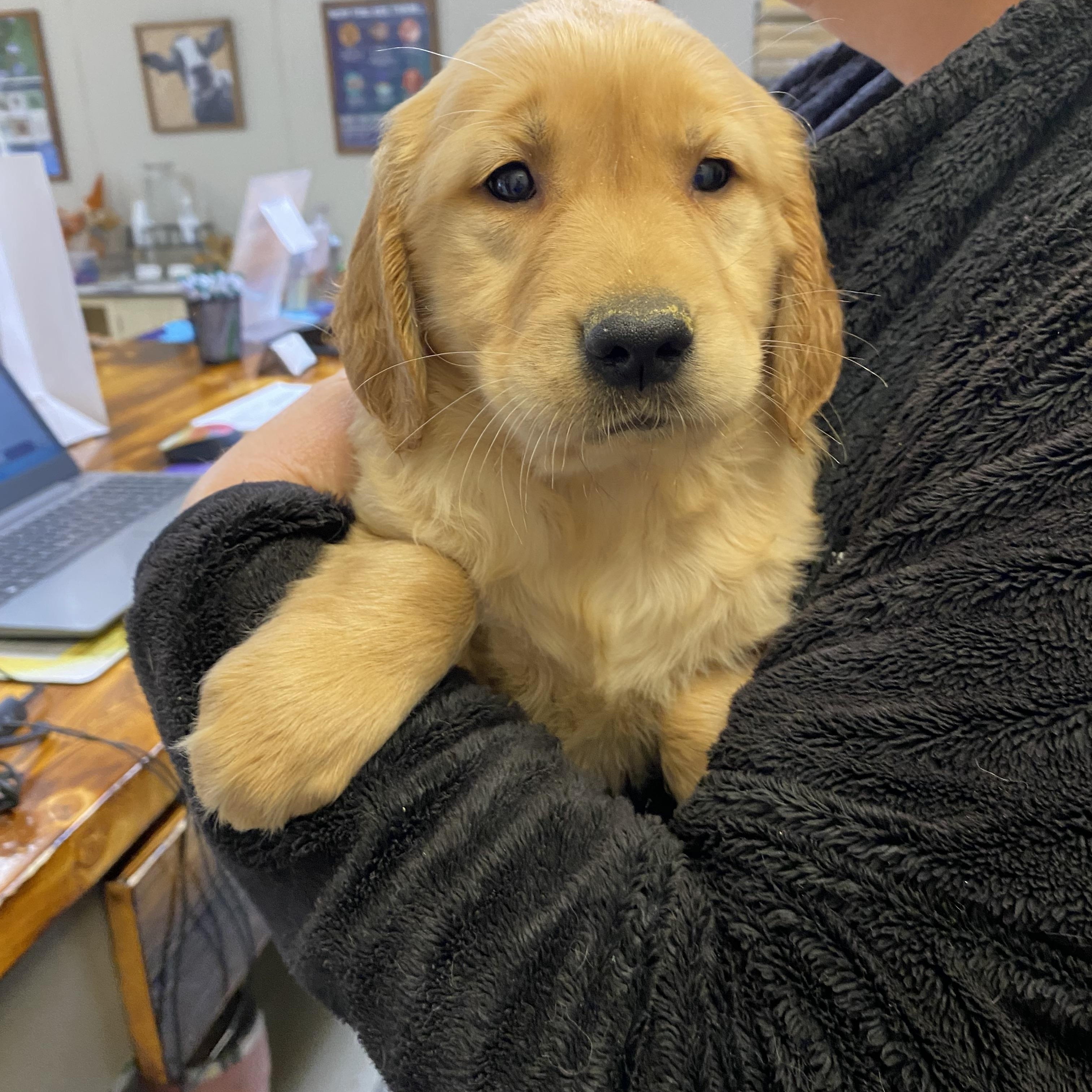 Enlarge Tilly, an adopted Golden Retriever in Trenton, MO image 3/3