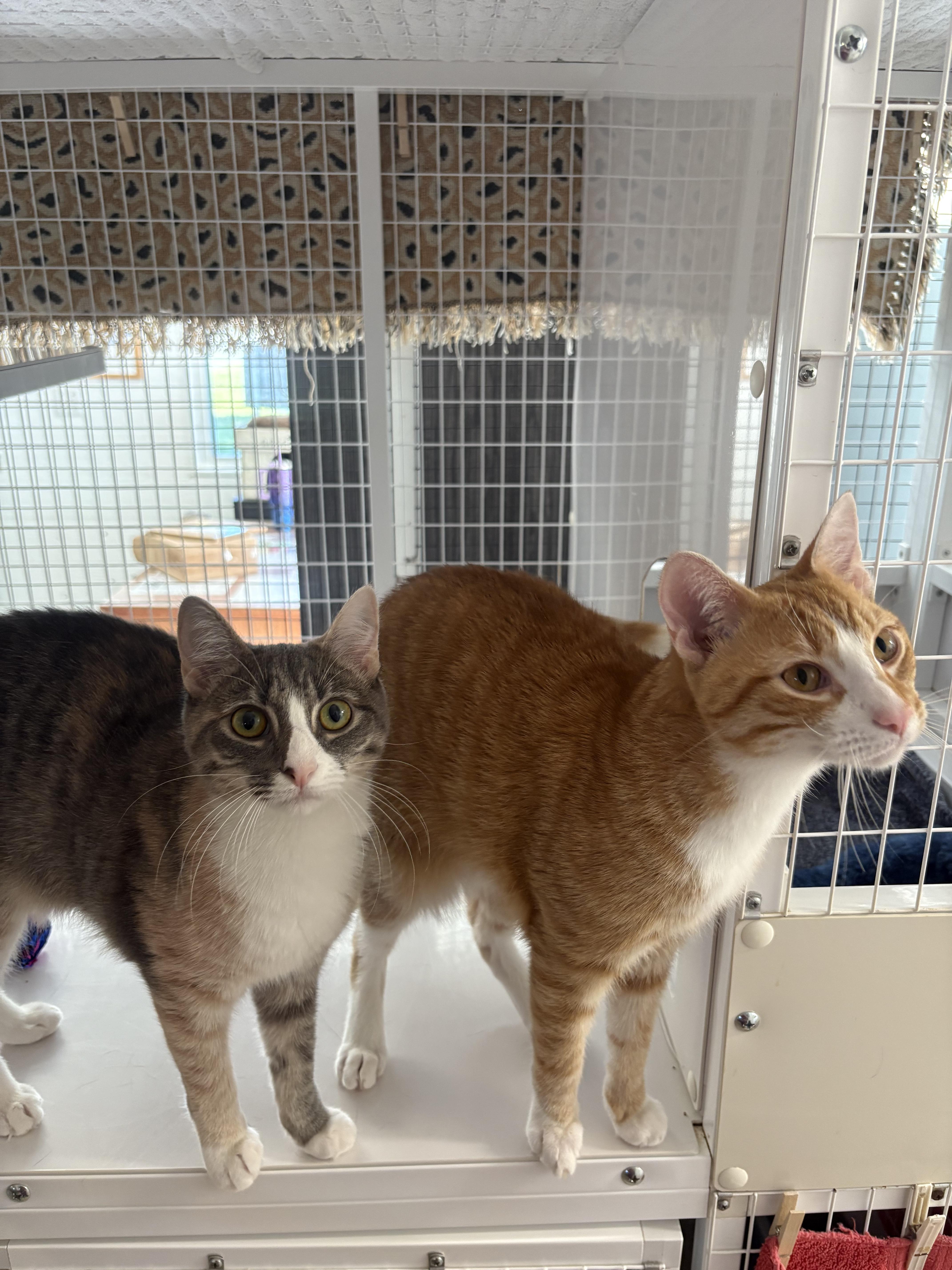 Gilbert and Tilly , ADOPTABLE, Young Male Domestic Short Hair.