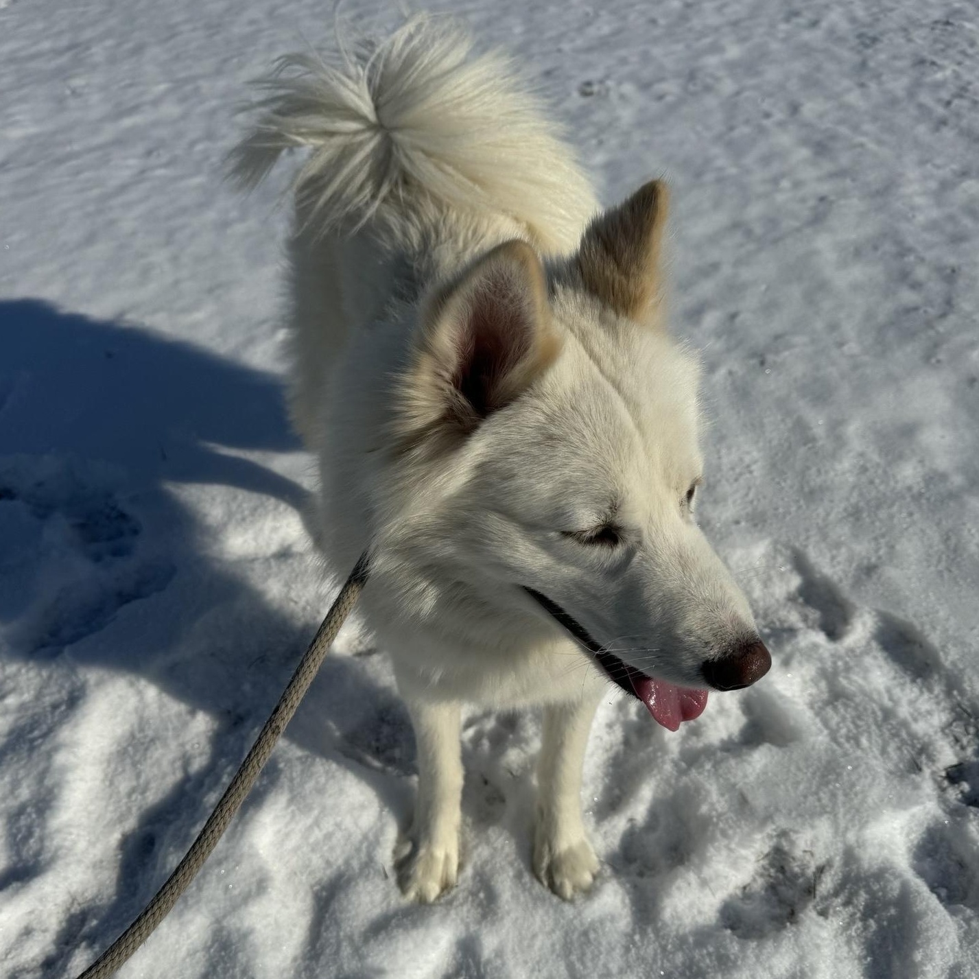 Finnick, a Adoptable Husky in Willimantic, CT image 5/5