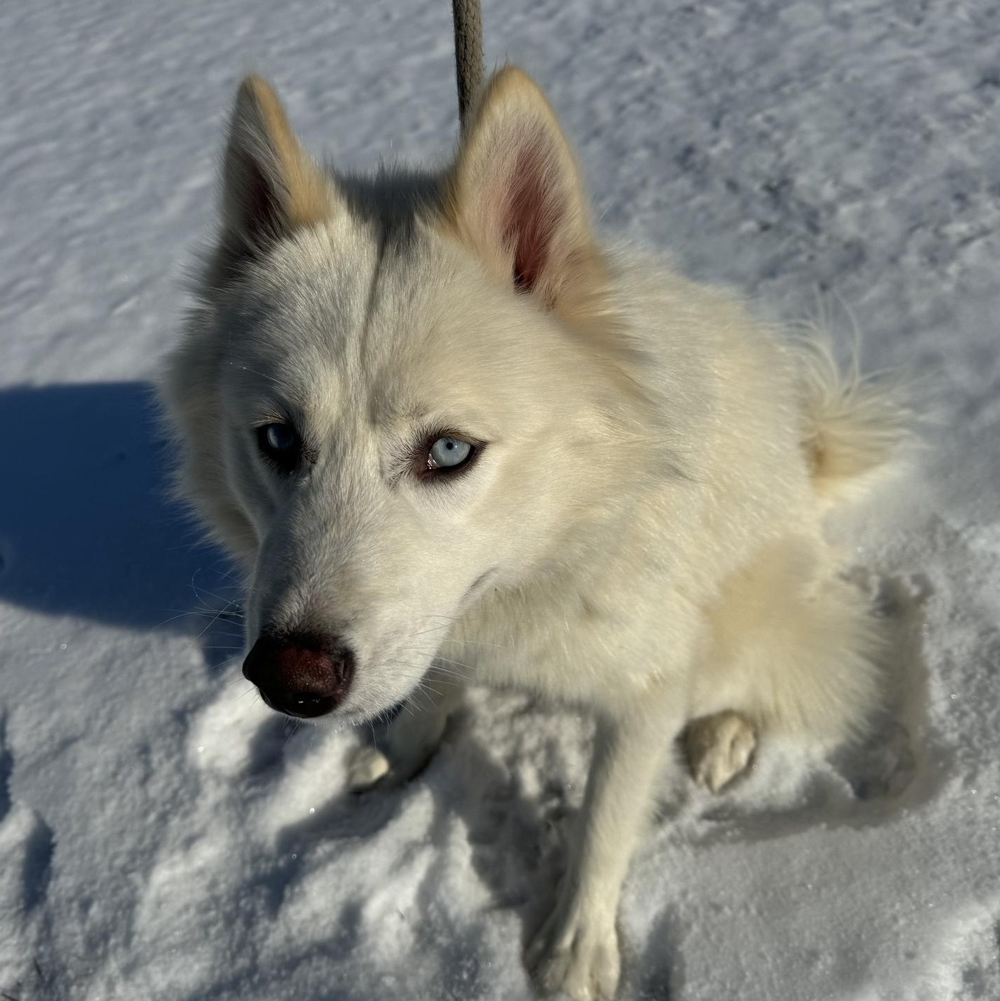 Finnick, a Adoptable Husky in Willimantic, CT image 4/5