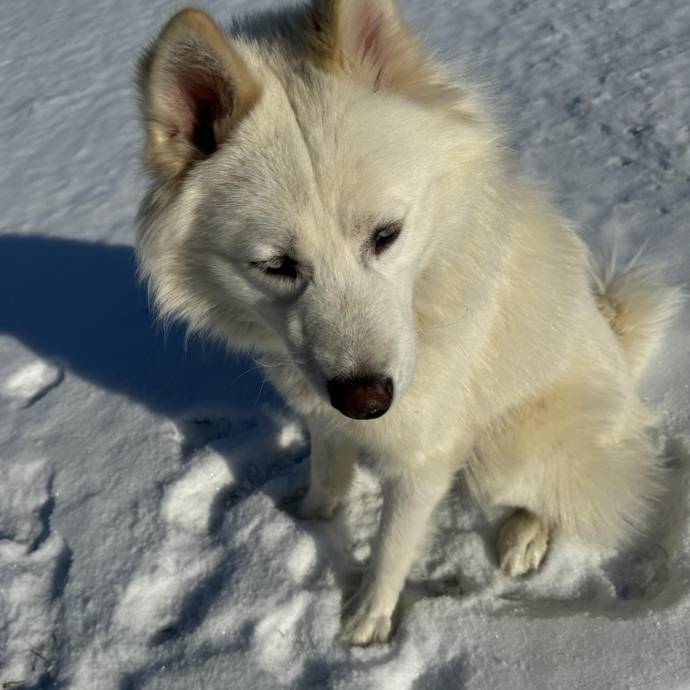 Finnick, a Adoptable Husky in Willimantic, CT image 3/5