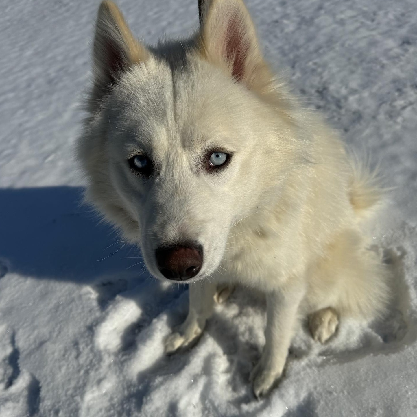 Finnick, a Adoptable Husky in Willimantic, CT image 1/5