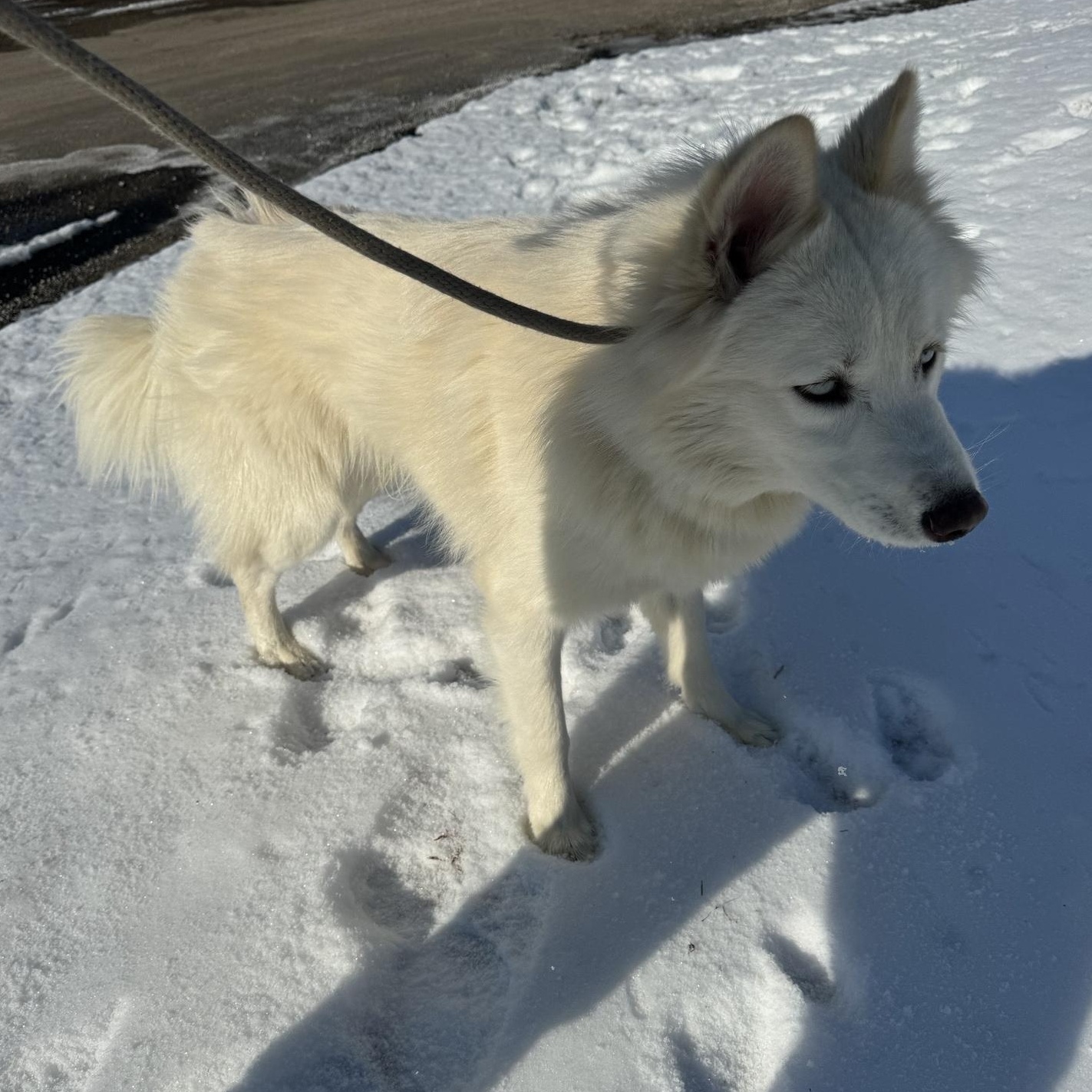 Finnick, a Adoptable Husky in Willimantic, CT image 2/5