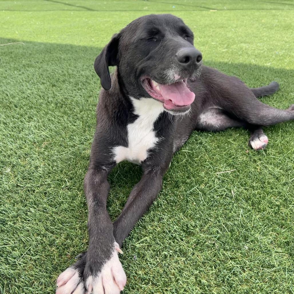 Enlarge Lisette, a Adoptable Labrador Retriever in Chicago, IL image 1/6