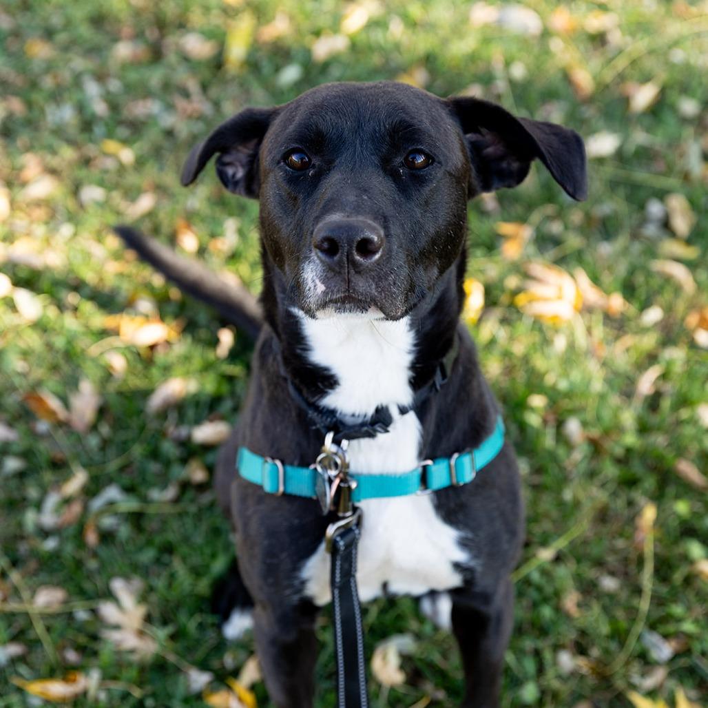Enlarge Lisette, a Adoptable Labrador Retriever in Chicago, IL image 2/6