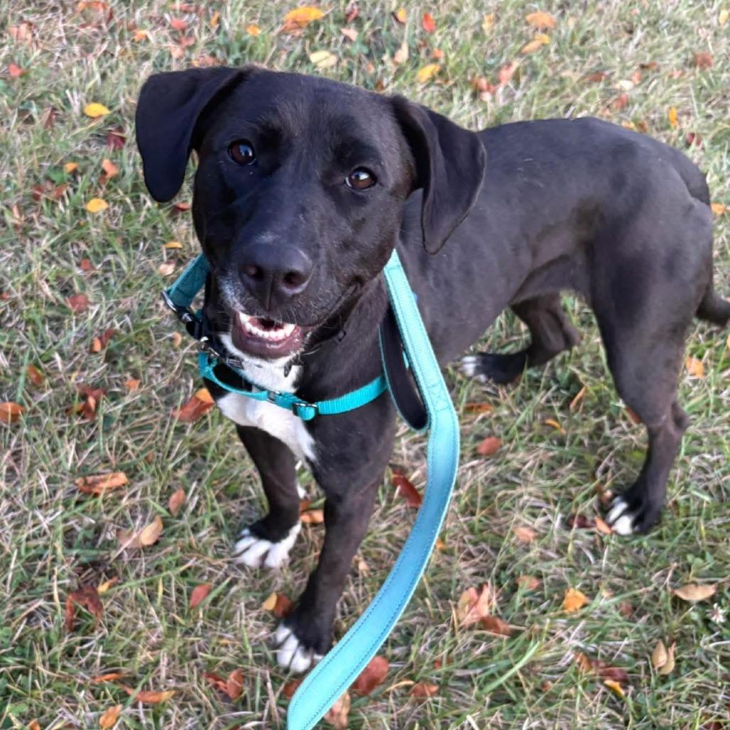 Enlarge Lisette, a Adoptable Labrador Retriever in Chicago, IL image 2/6