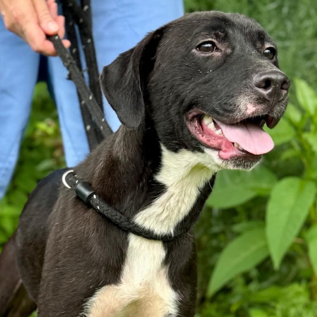 Enlarge Lisette, a Adoptable Labrador Retriever in Chicago, IL image 3/6
