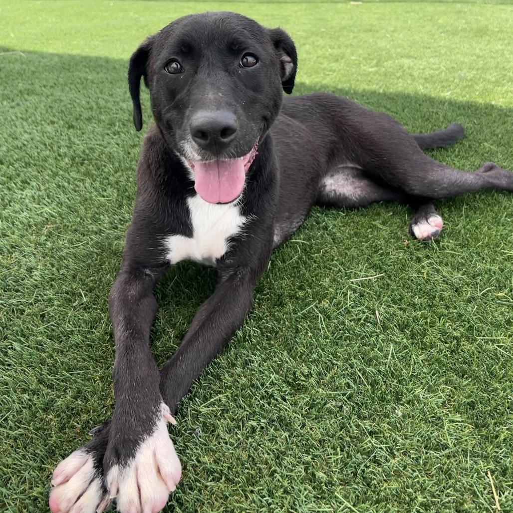 Enlarge Lisette, a Adoptable Labrador Retriever in Chicago, IL image 4/6