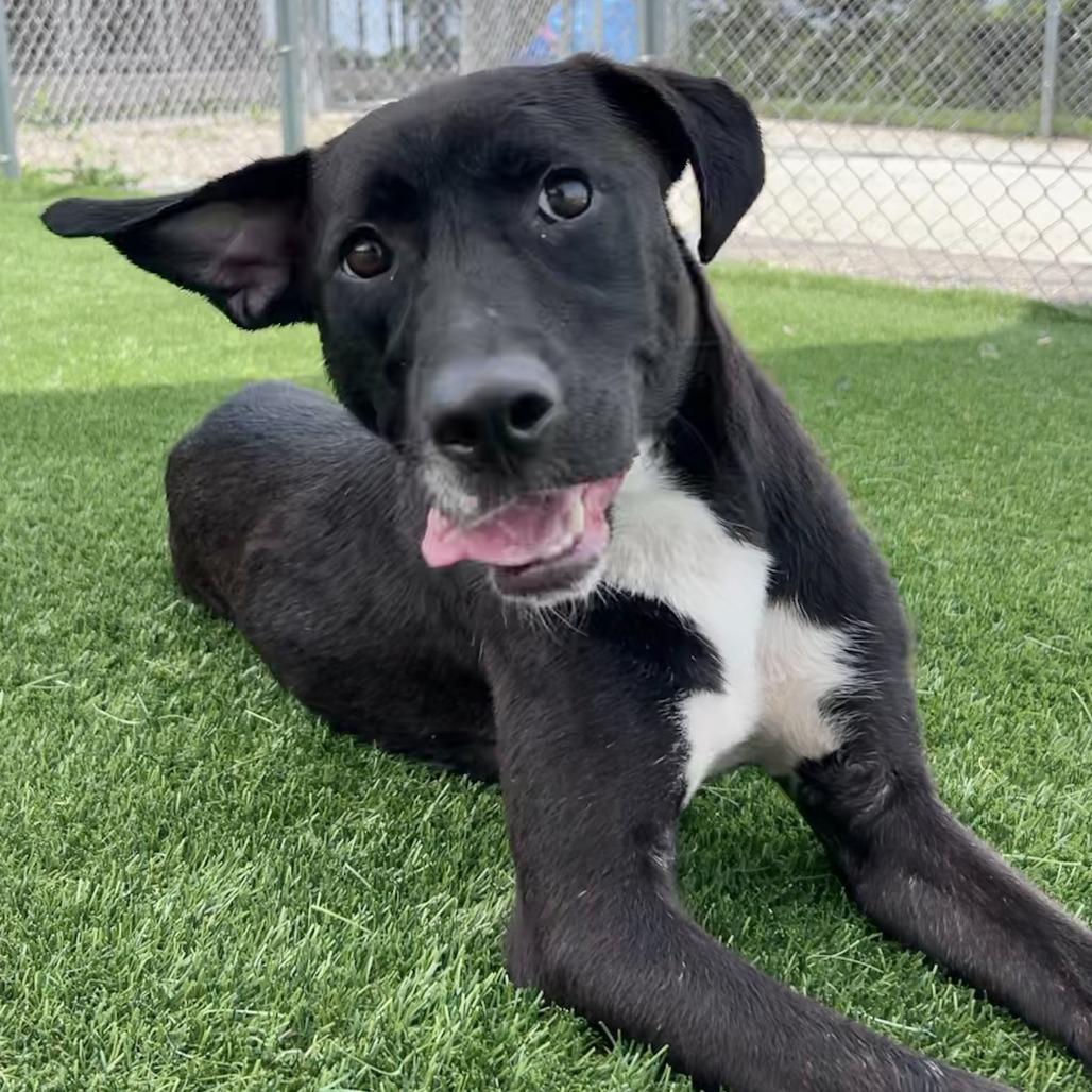 Enlarge Lisette, a Adoptable Labrador Retriever in Chicago, IL image 5/6