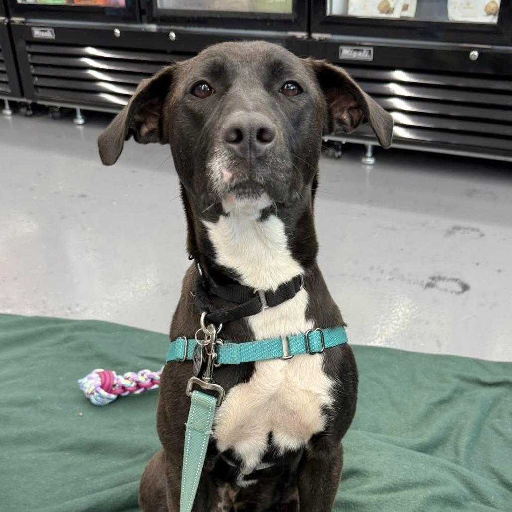 Enlarge Lisette, a Adoptable Labrador Retriever in Chicago, IL image 6/6