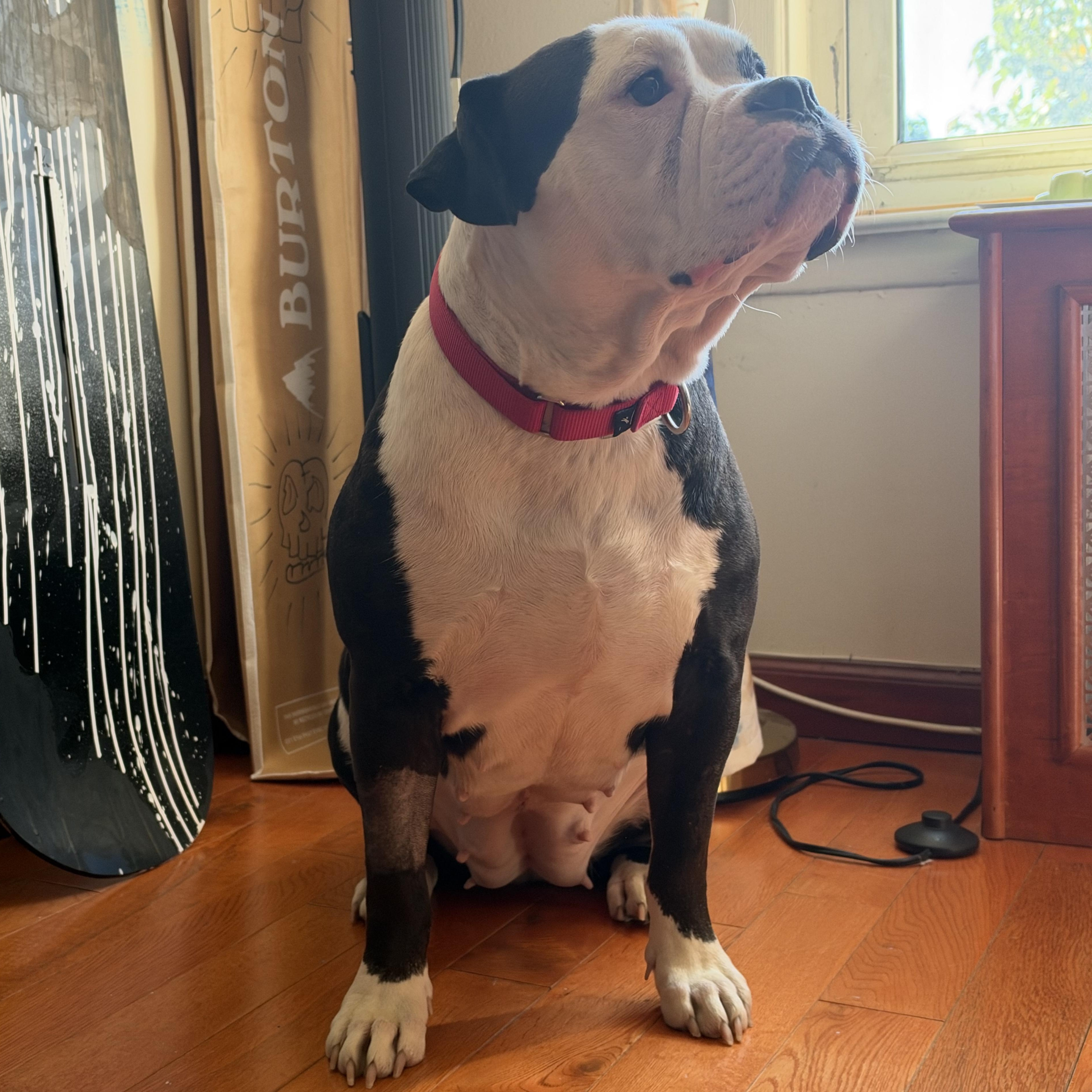 Enlarge Lola, a Adoptable mixed breed in Brooklyn, NY image 6/6