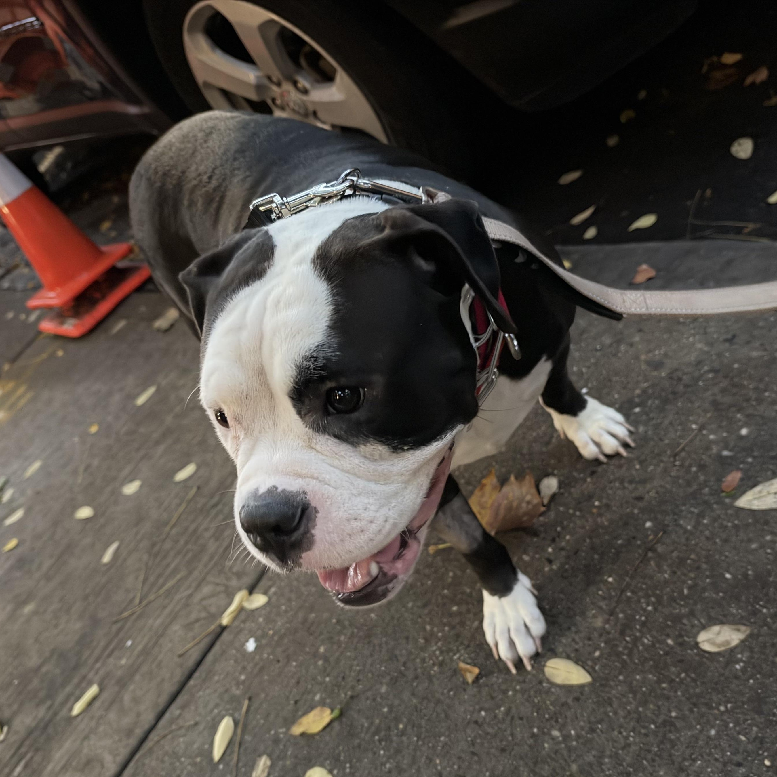 Enlarge Lola, a Adoptable mixed breed in Brooklyn, NY image 4/6