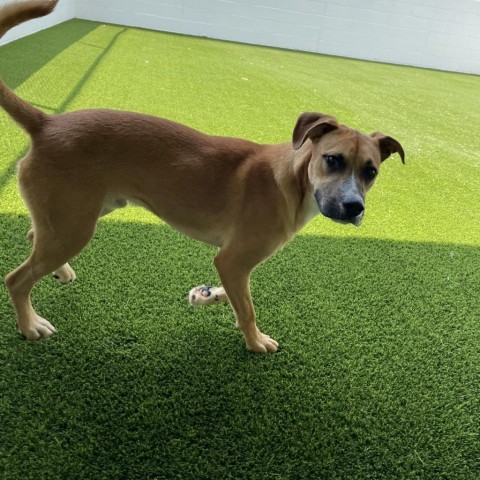 Big Brownie 7593, an adoptable Shepherd in Shorter, AL, 36075 | Photo Image 2