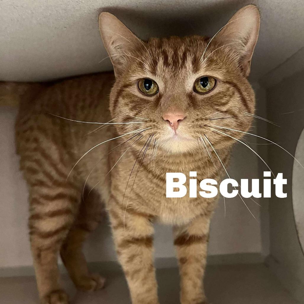 Enlarge Biscuit 260036, a Adoptable Domestic Short Hair in Escanaba, MI image 1/1